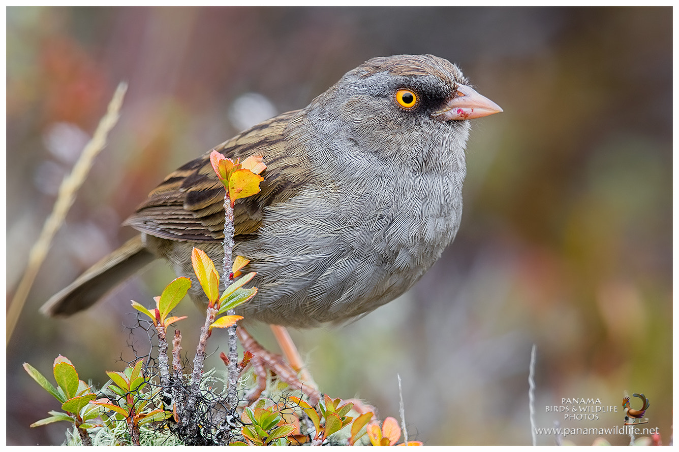 Canon EF 500mm F4L IS II USM sample photo. Volcano junco / junco paramero photography