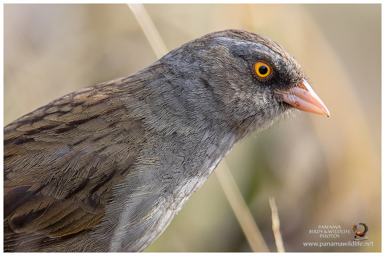Canon EF 500mm F4L IS II USM sample photo. Volcano junco / junco paramero photography
