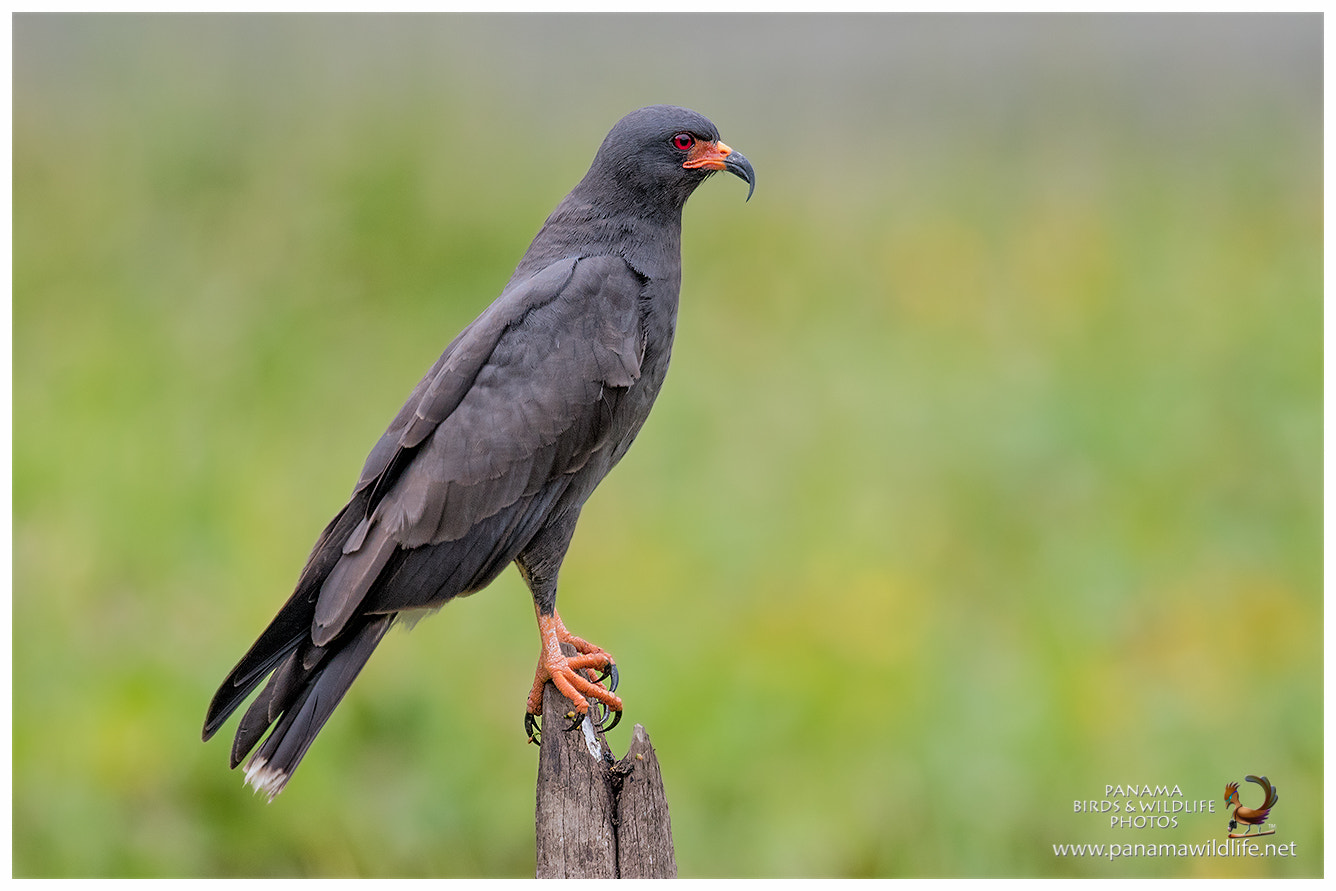 Canon EF 500mm F4L IS II USM sample photo. Snail kite / elanio caracolero photography