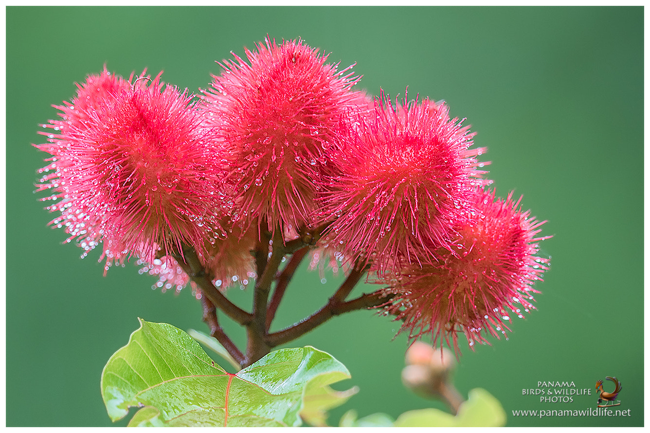 Canon EF 500mm F4L IS II USM sample photo. Achiote fruits / frutos de achiote photography