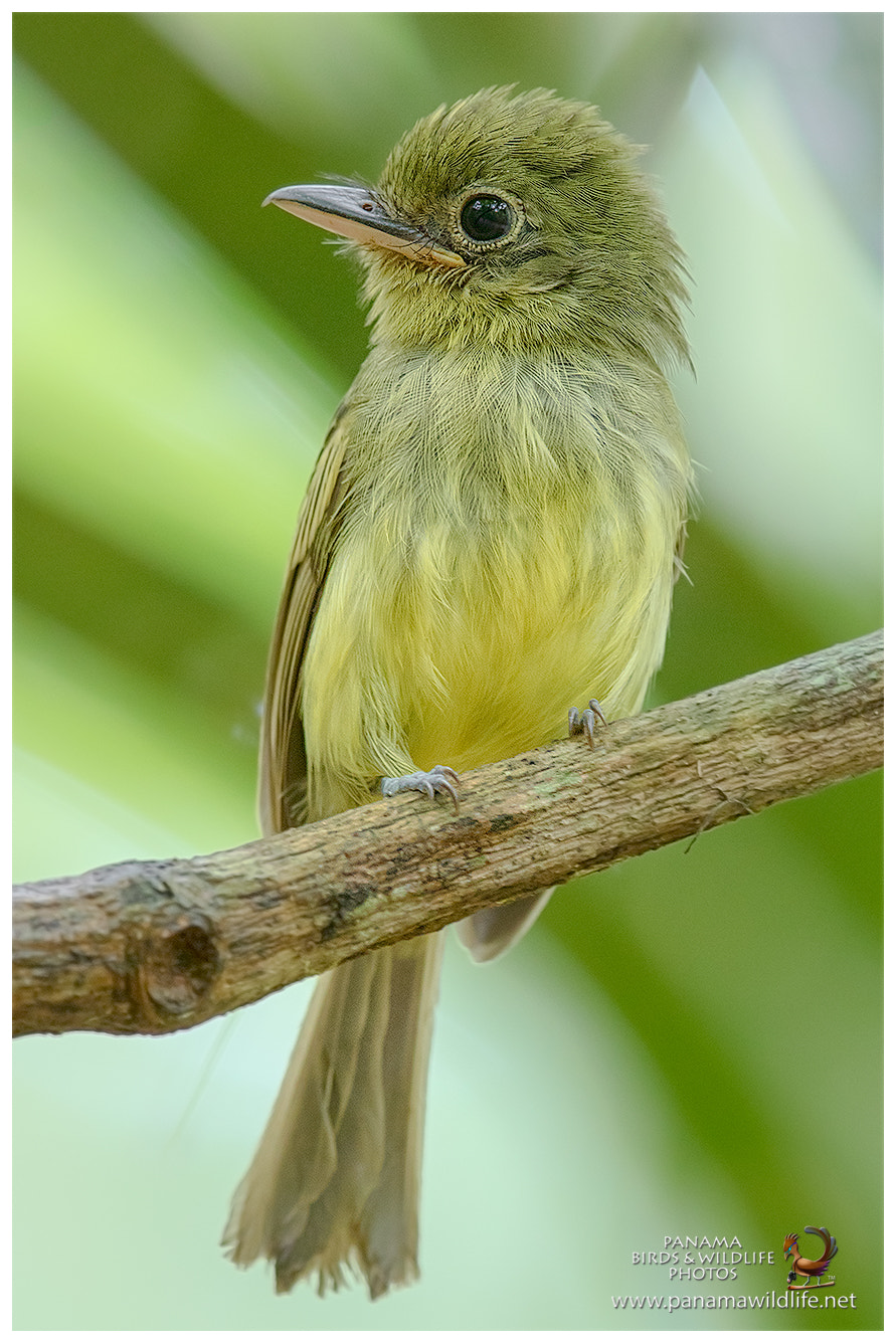 Canon EF 500mm F4L IS II USM sample photo. Olivaceous flatbill / picoplano oliváceo photography