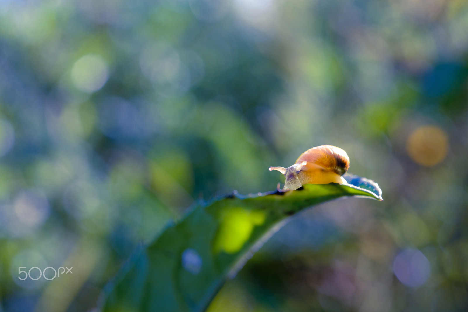 Nikon AF-S Micro-Nikkor 60mm F2.8G ED sample photo. In the sunshine 2 photography