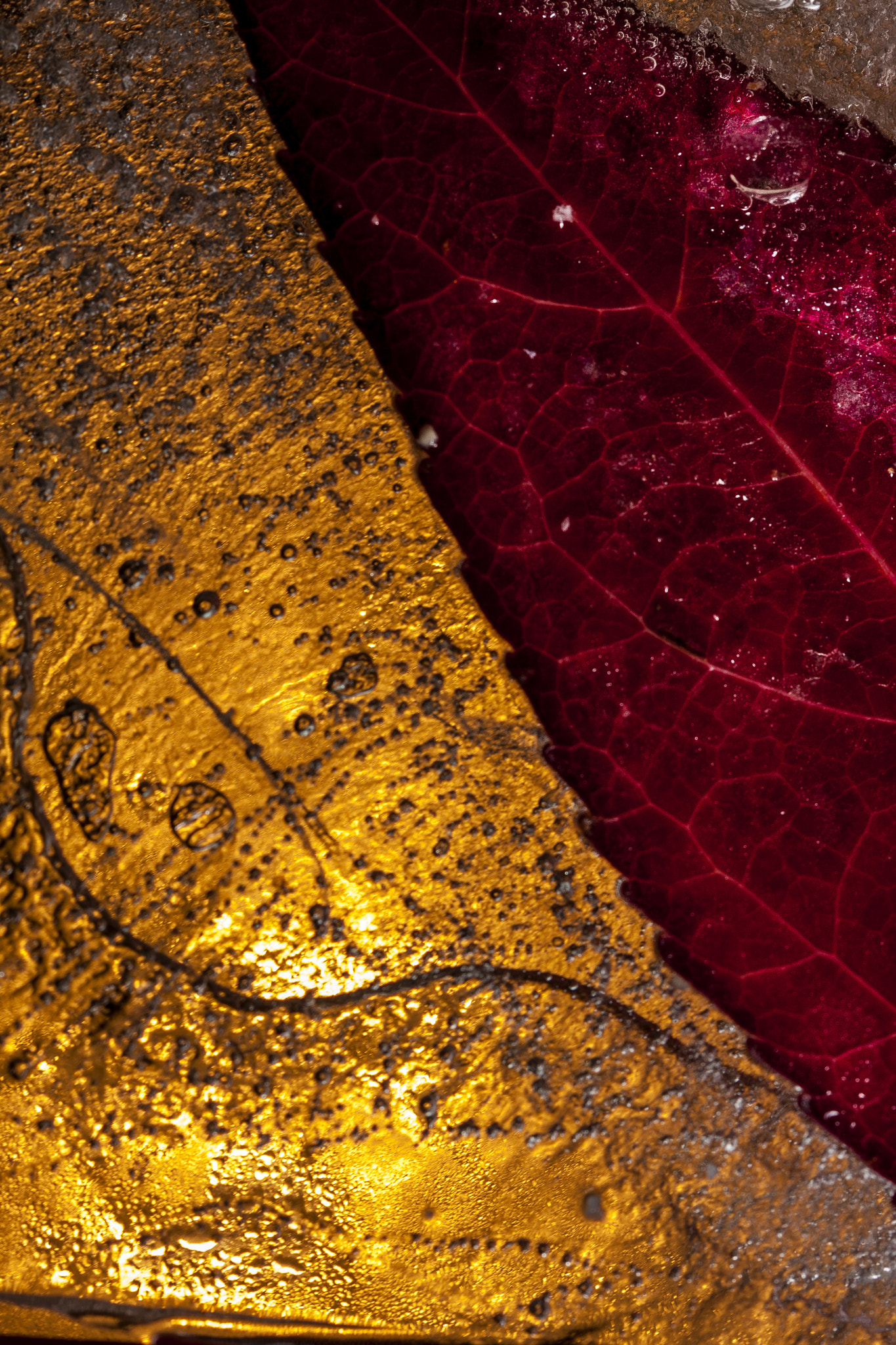 Canon EF 100mm F2.8 Macro USM sample photo. Red autumn under the new ice age photography