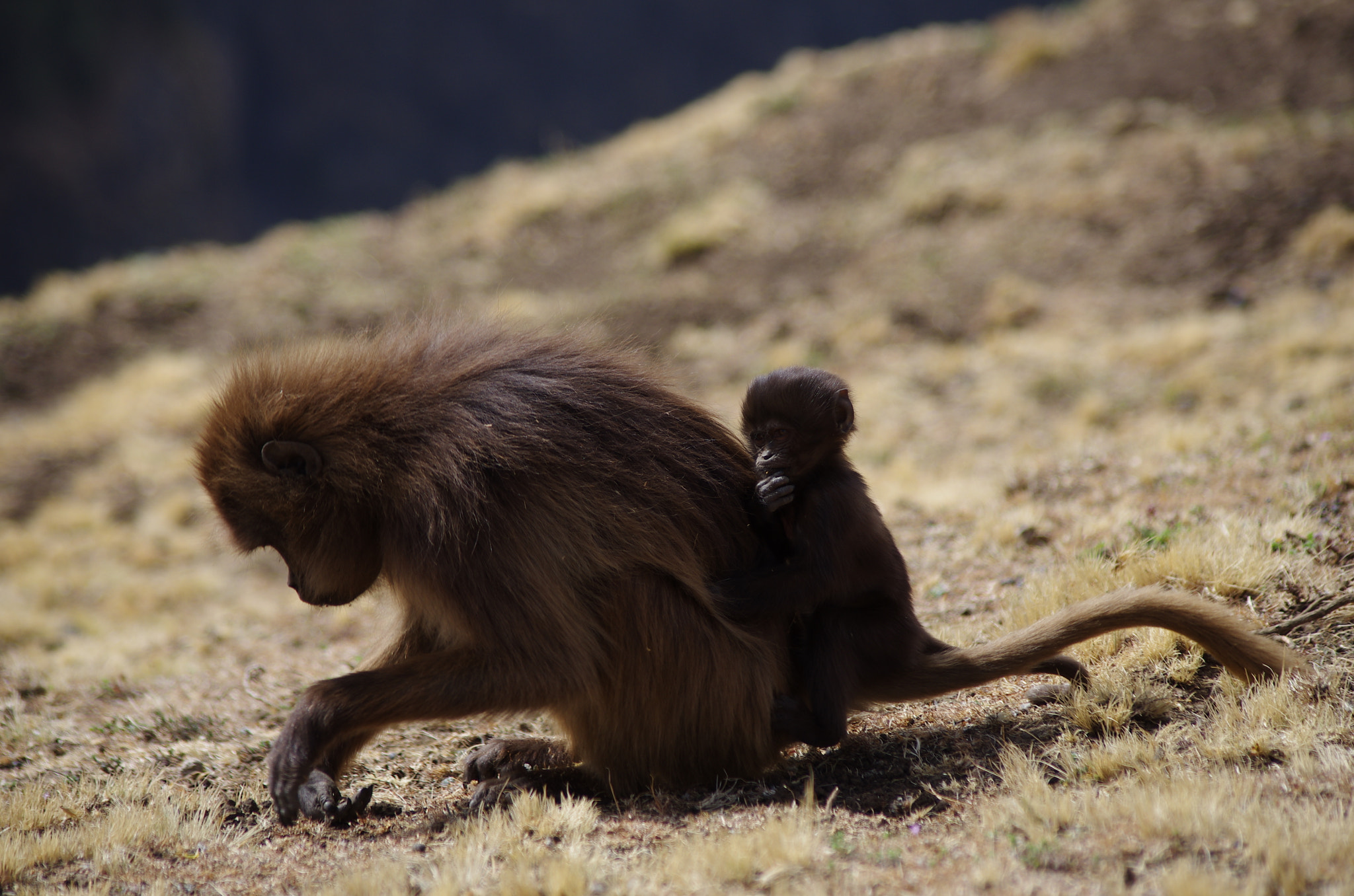 Pentax K-5 sample photo. Ethiopia - mrs gelada and son photography