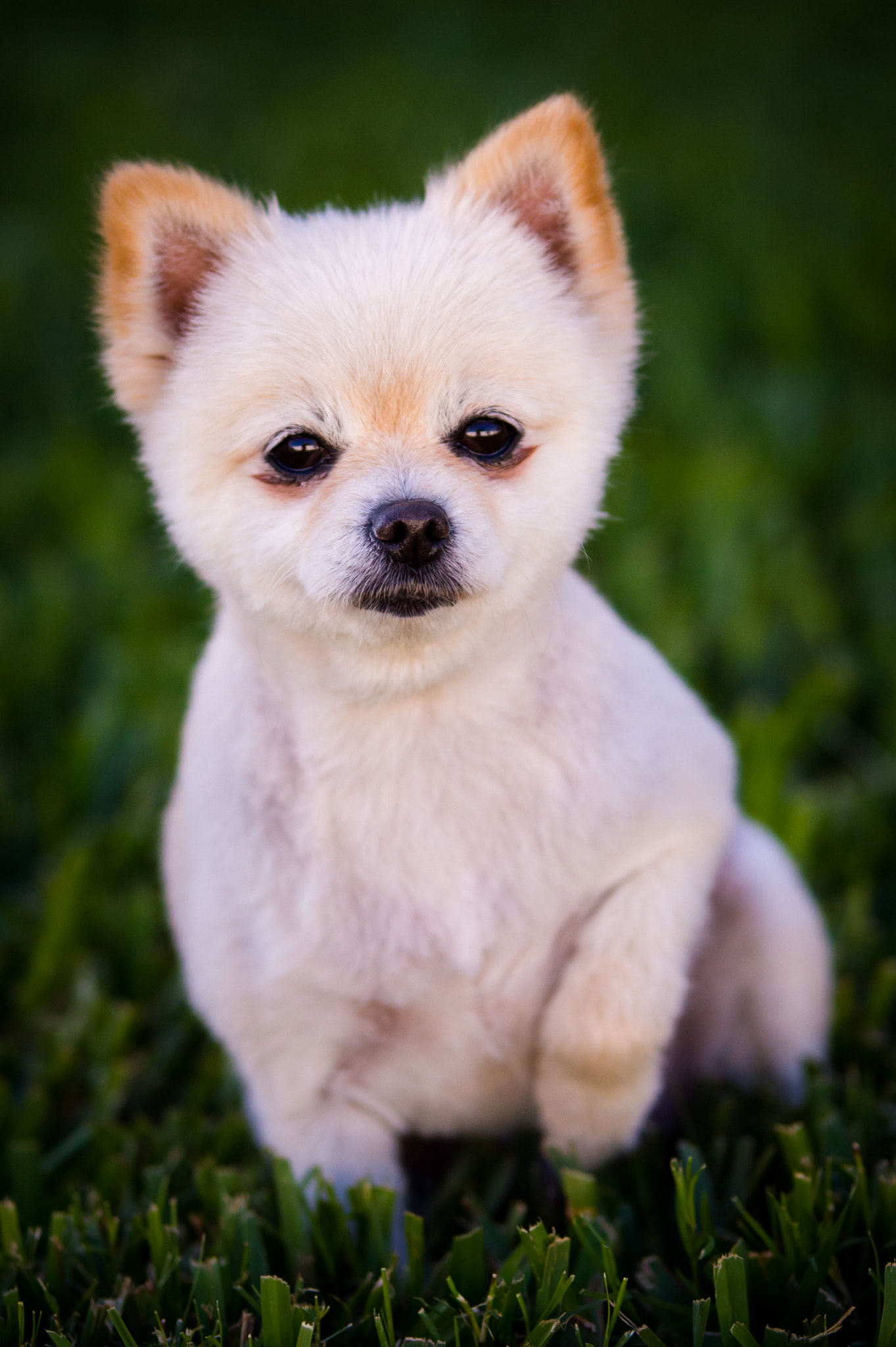 Nikon D4 sample photo. Puppy photography