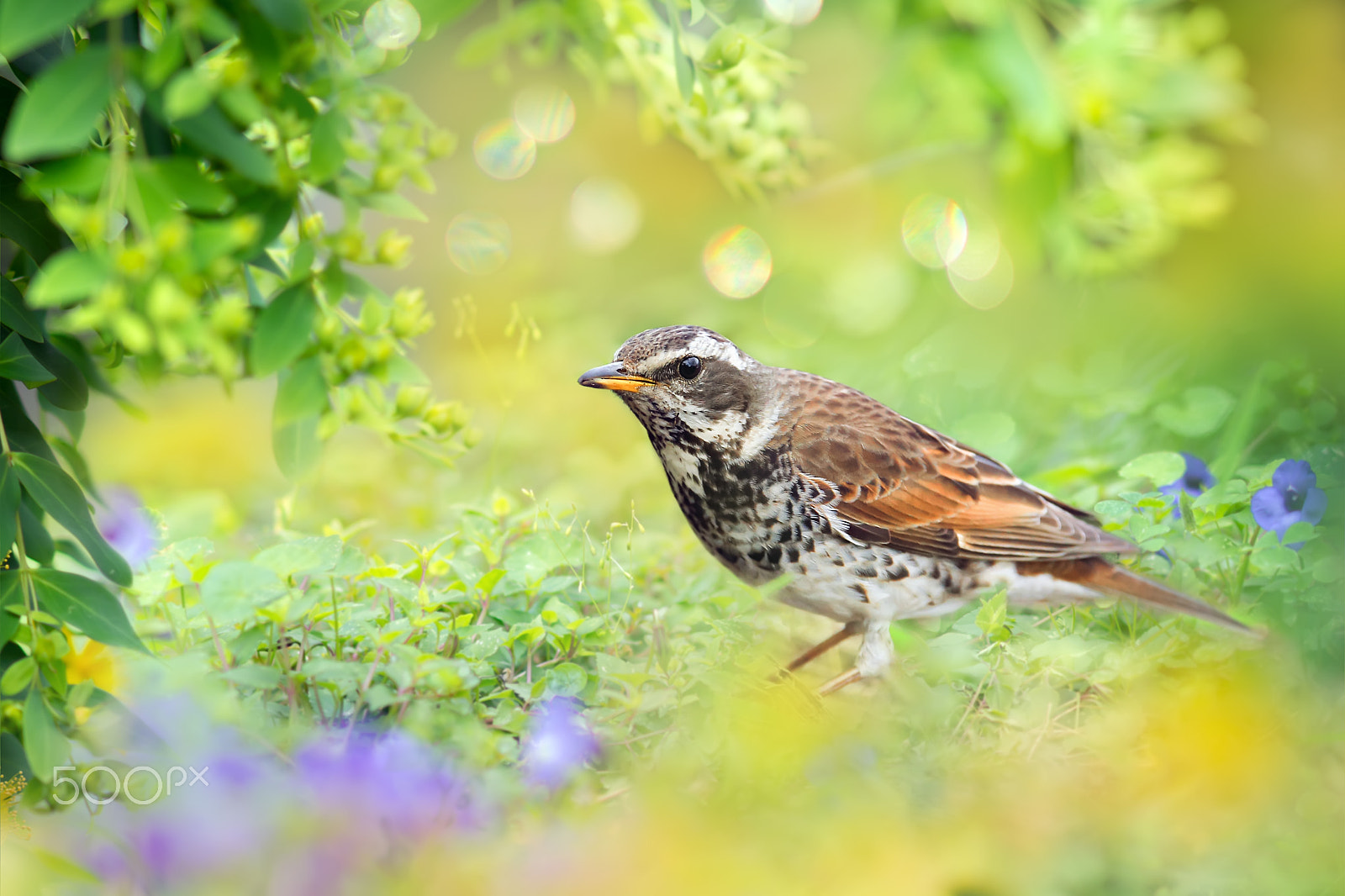 Canon EF 300mm F2.8L IS USM sample photo. Dusty thrush photography
