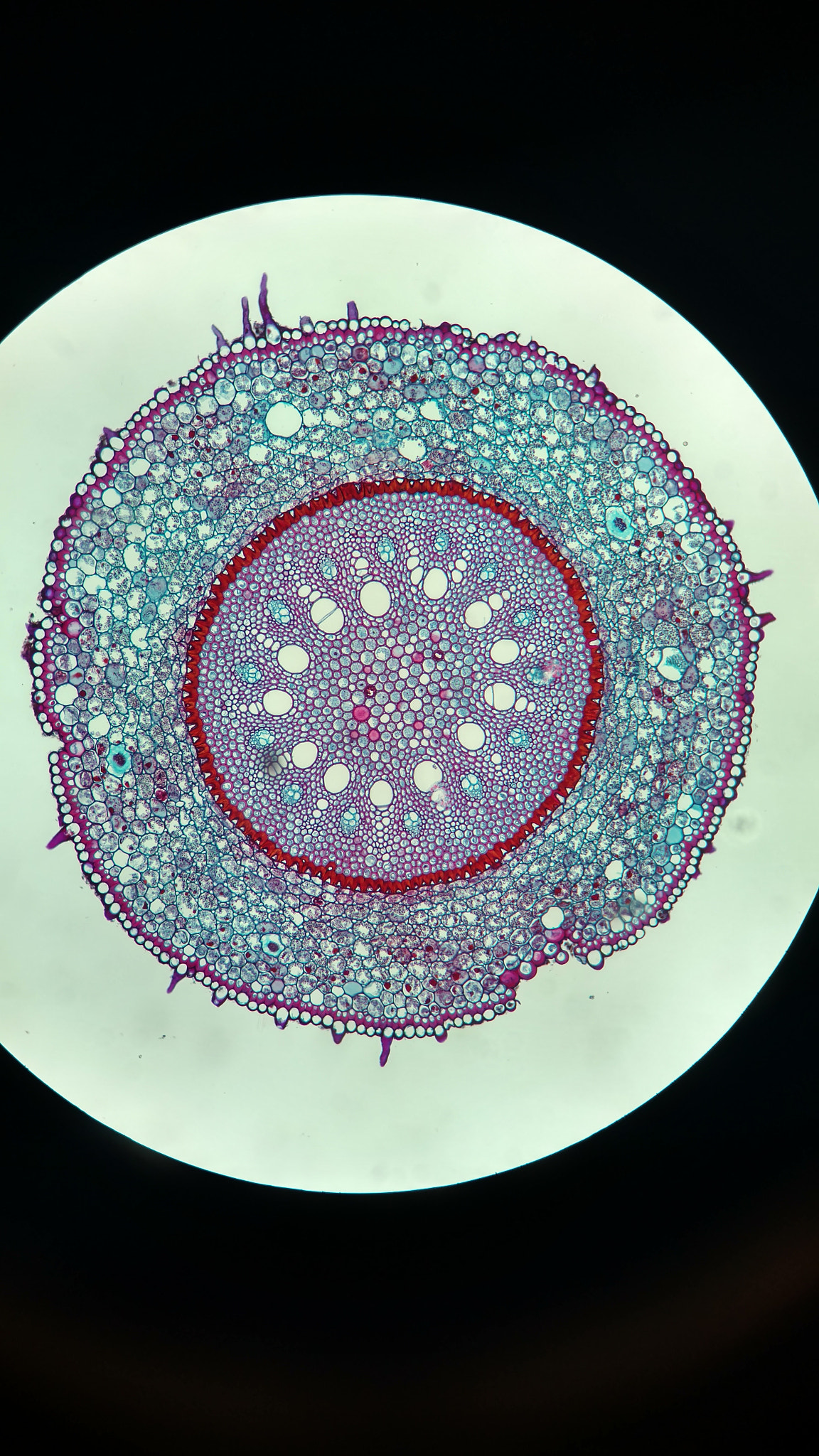 Motorola Moto X Pure Edition sample photo. Dicot stem cell photography