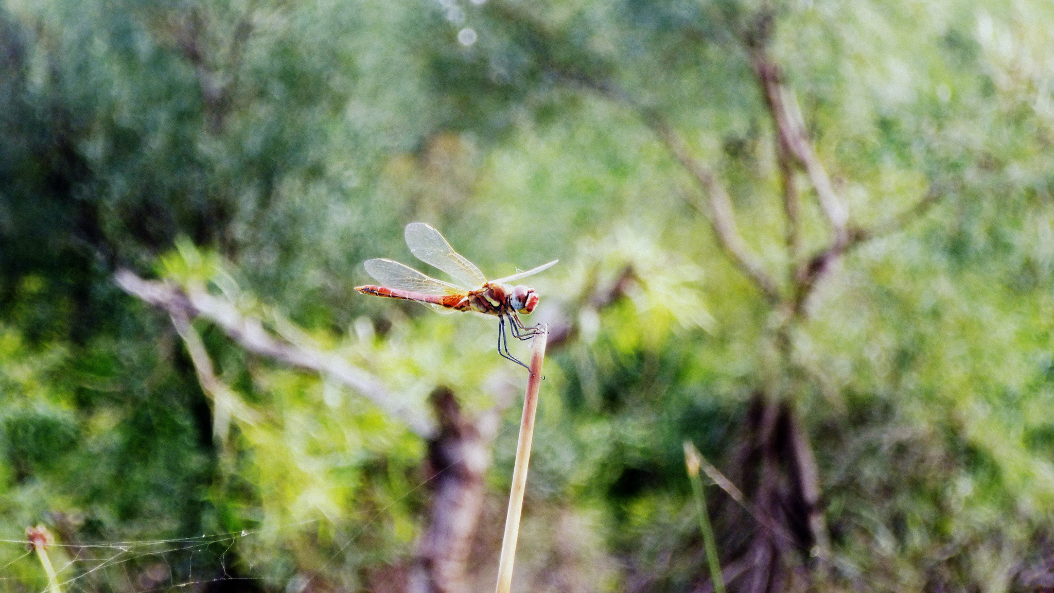 Panasonic DMC-SZ9 sample photo. Insect autumn photography