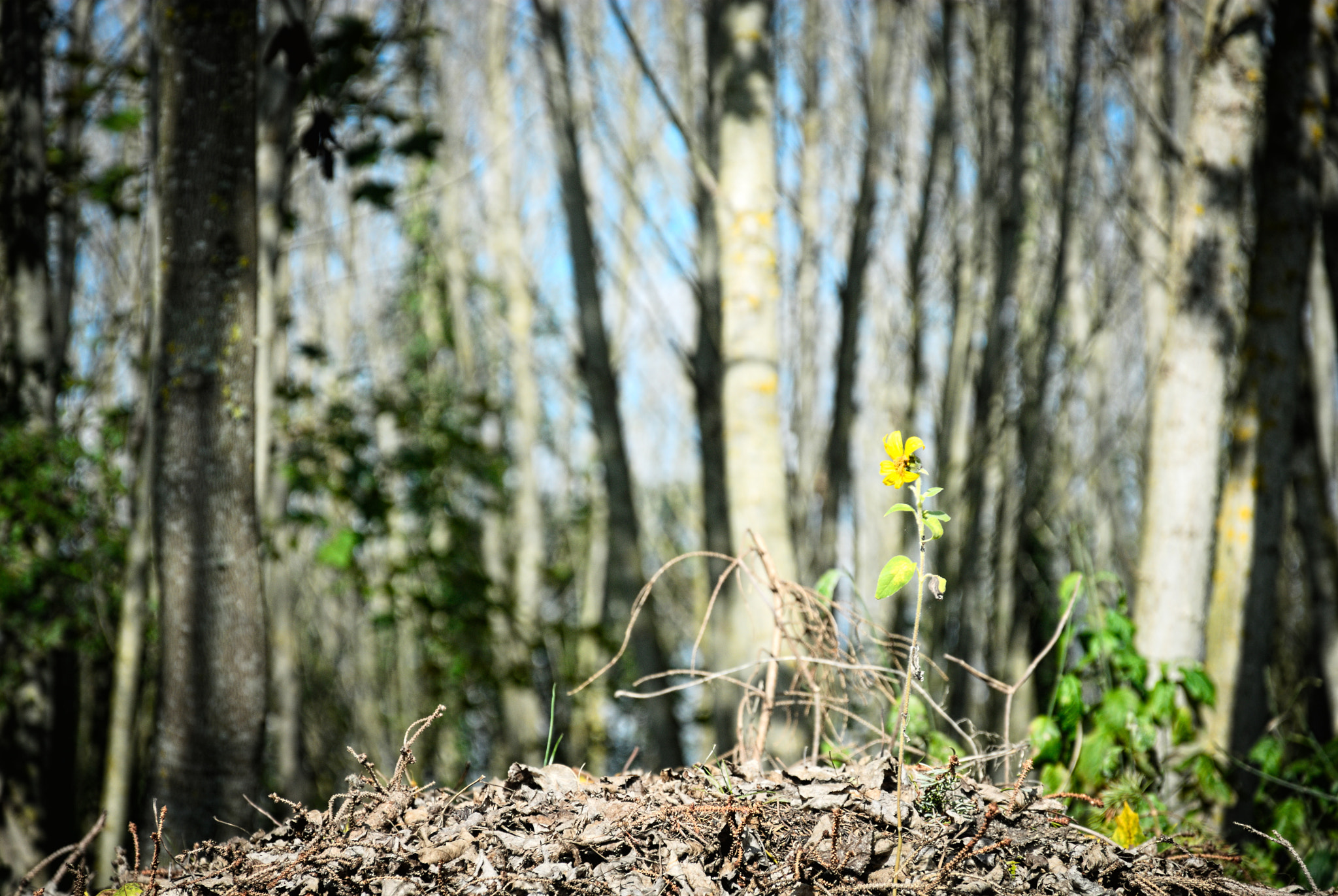 Nikon D200 sample photo. Sunflower photography