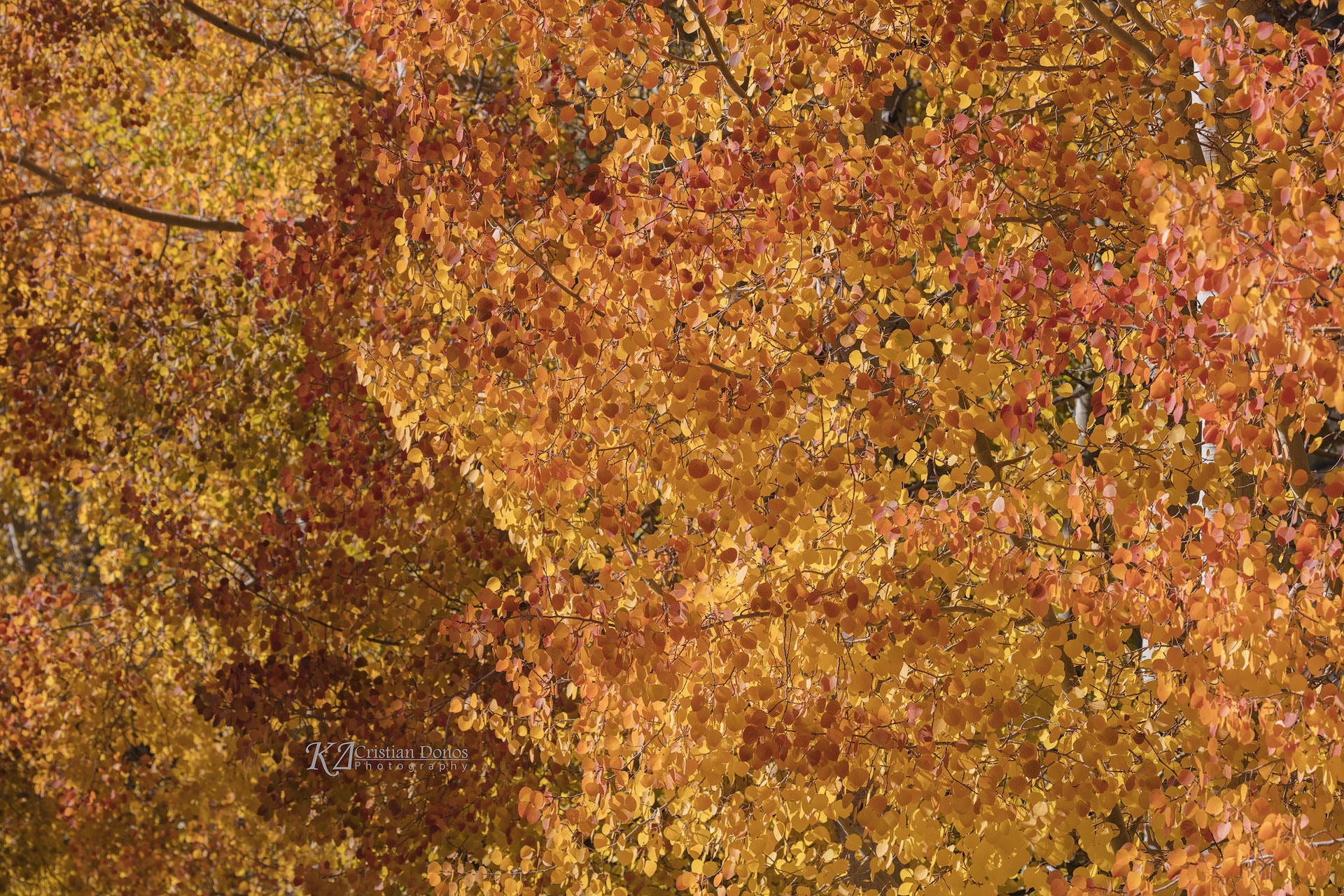 Canon EF 100-400mm F4.5-5.6L IS USM sample photo. Fall colors photography
