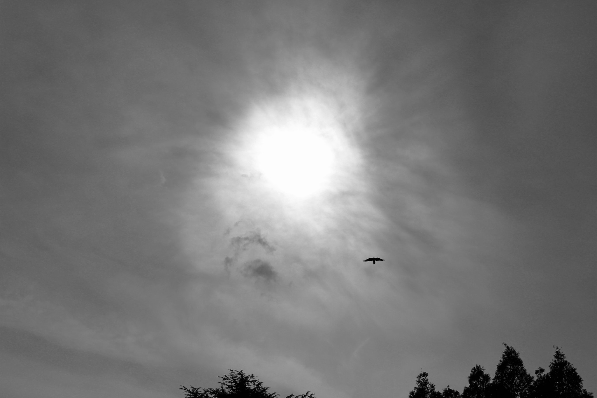 Canon EOS 700D (EOS Rebel T5i / EOS Kiss X7i) sample photo. Flying bird and the sun photography