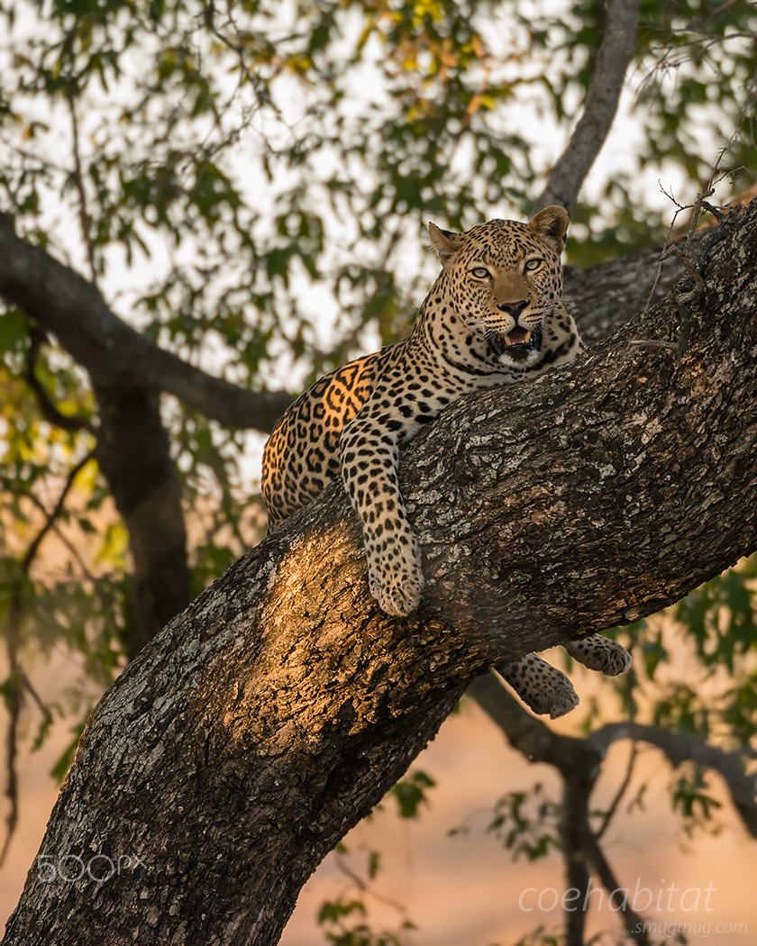 Nikon AF-S Nikkor 200-400mm F4G ED-IF VR sample photo. Bruiser photography