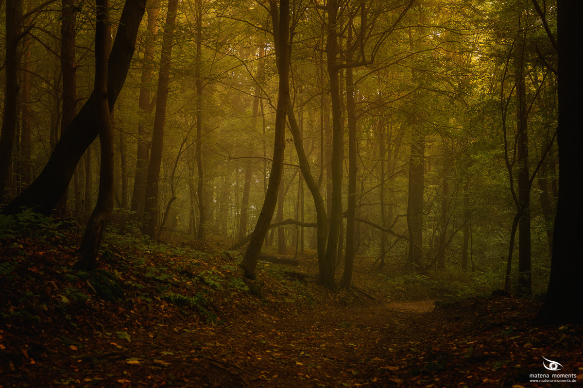 Nikon D4 + Sigma 50mm F1.4 DG HSM Art sample photo. Fairy tale wood photography