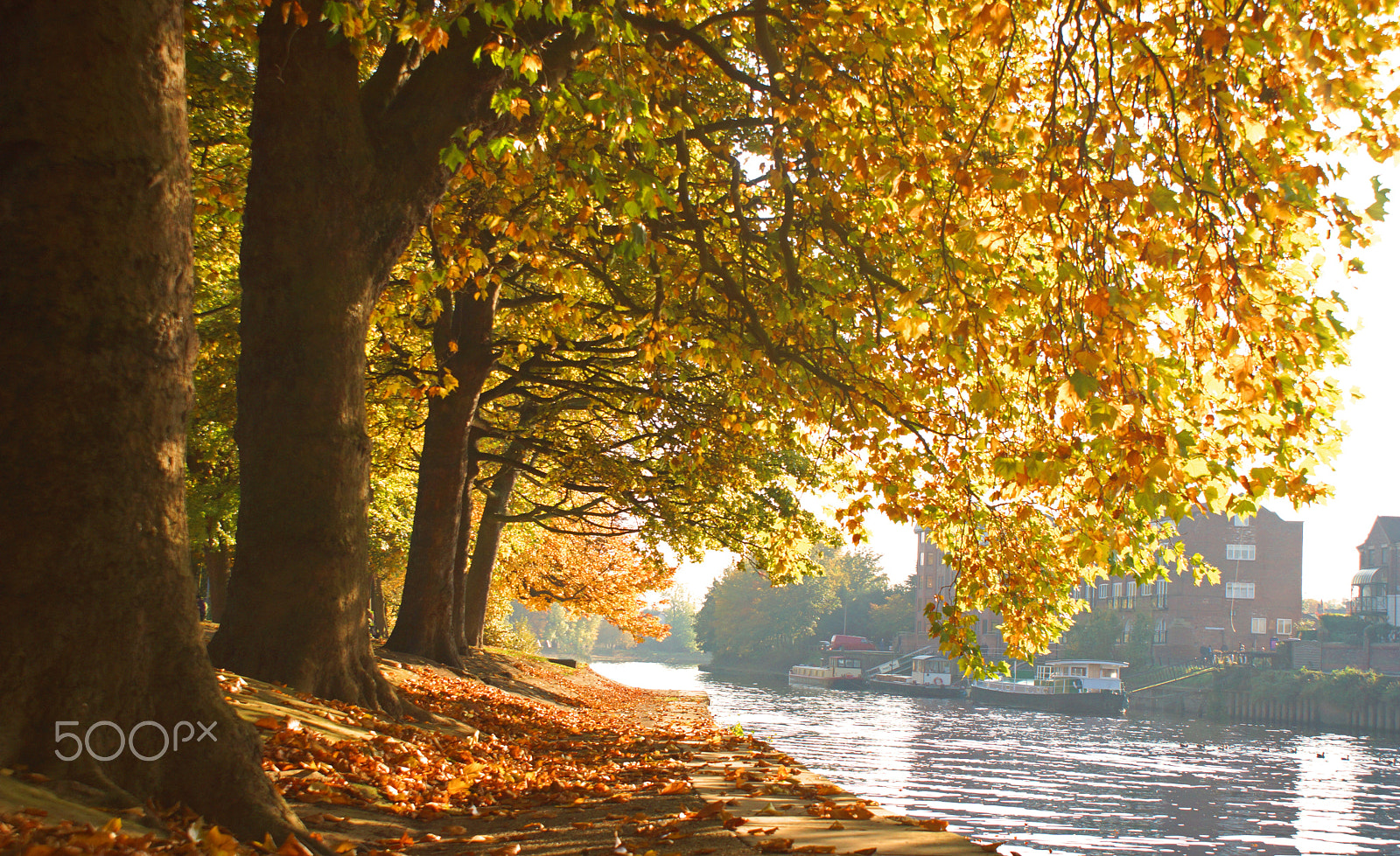 Sony DT 18-70mm F3.5-5.6 sample photo. Autumnal yellow photography