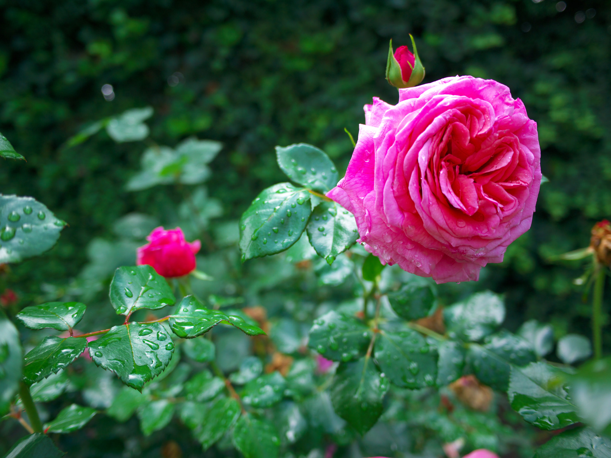 La rosa de mi jardín by Carlos Gutiérrez / 500px