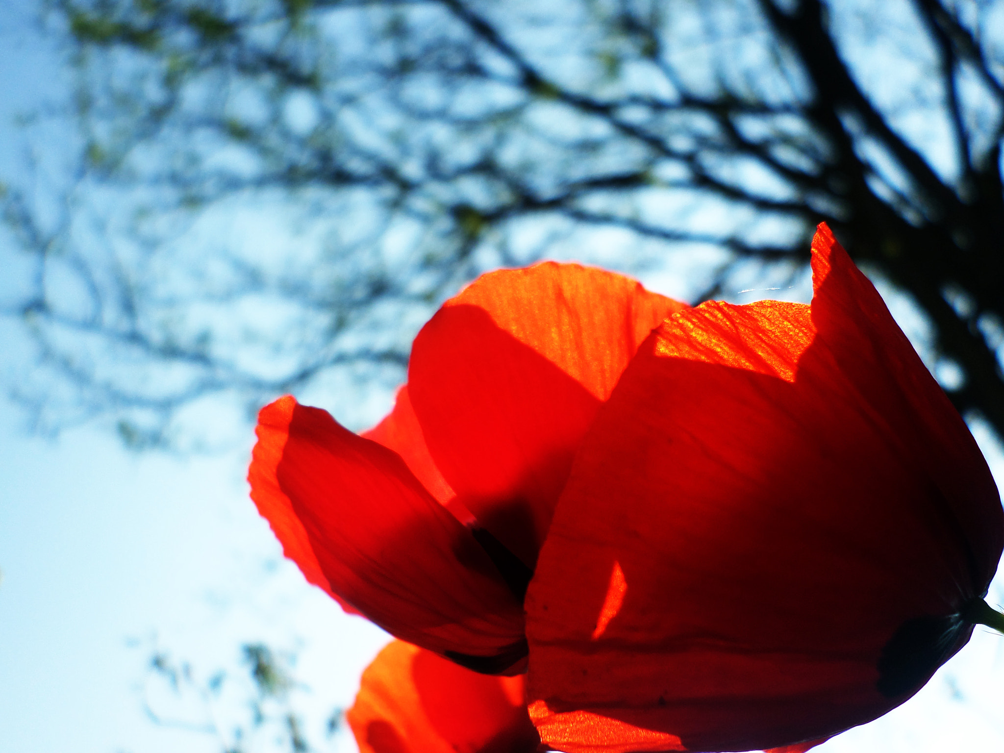 Samsung ST72/ST73 sample photo. Red poppy photography