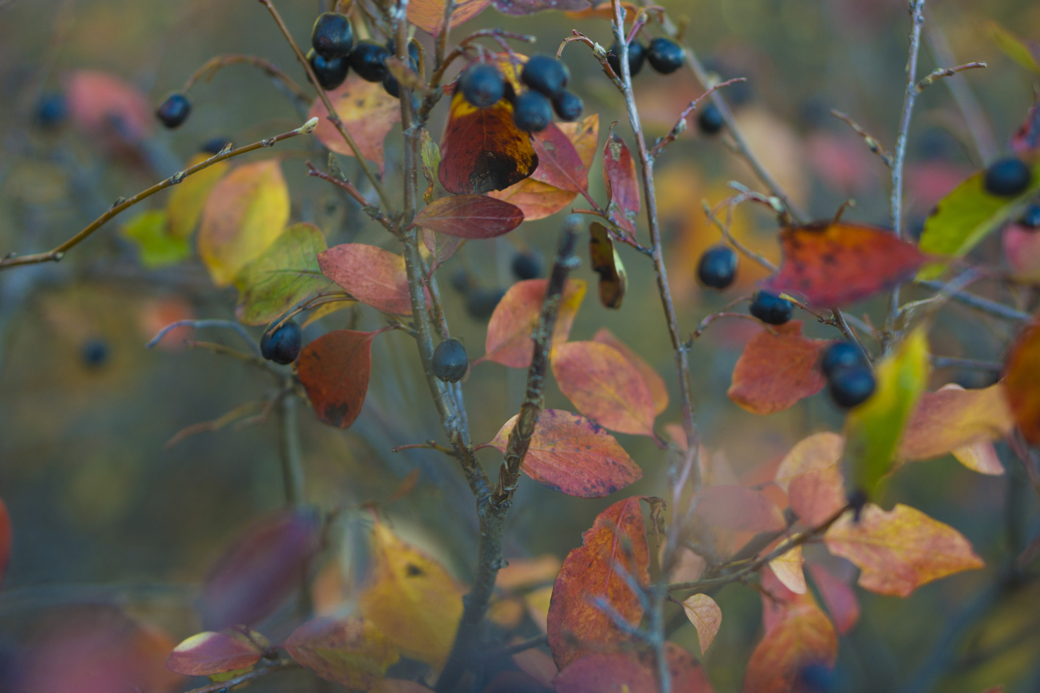 Sony Alpha NEX-7 + E 50mm F1.8 OSS sample photo. Blueberries photography