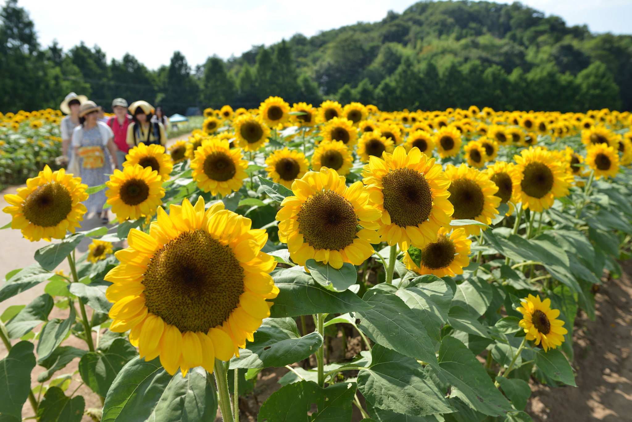 Nikon D800 sample photo. Sunflower photography