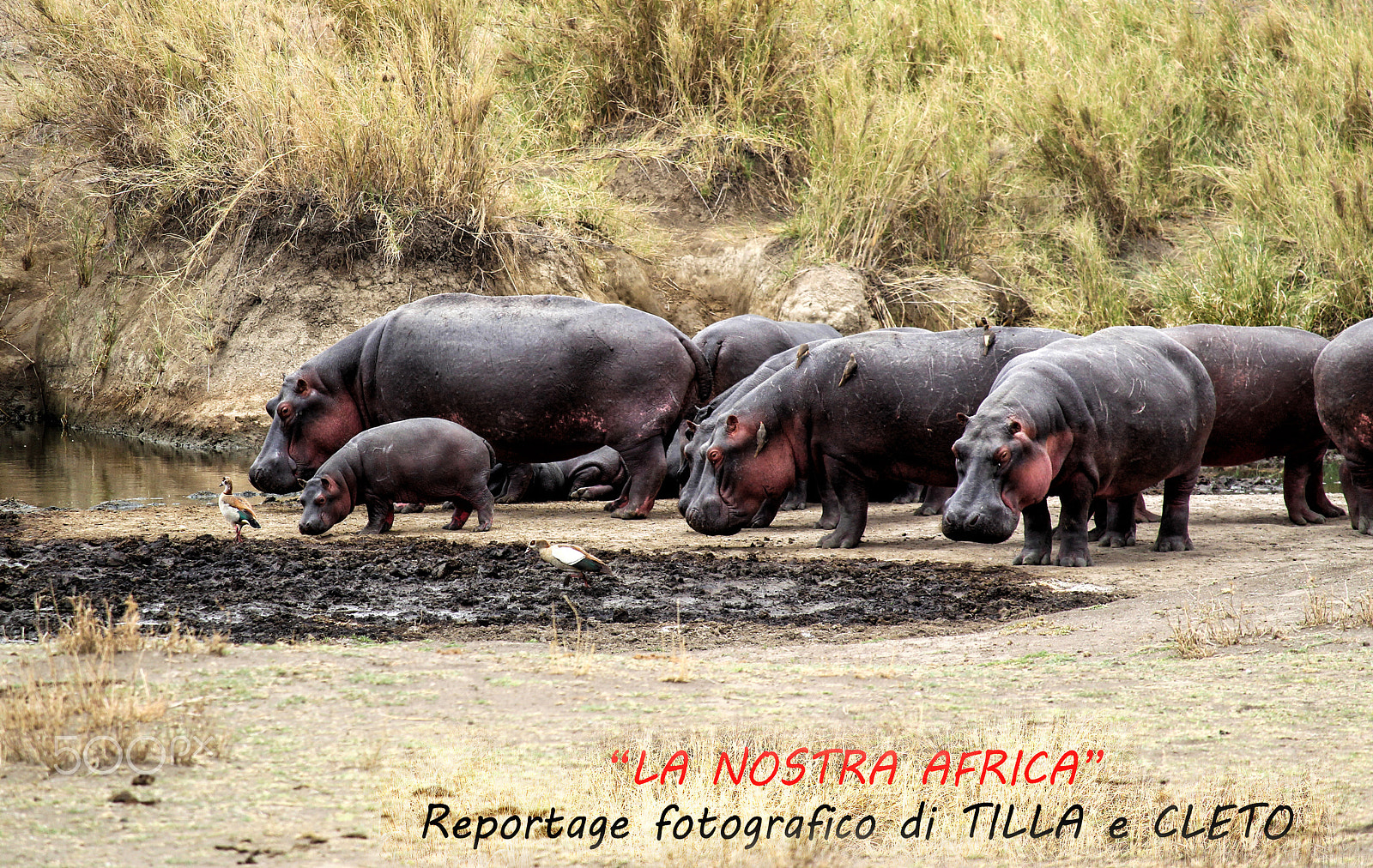 Canon EF-S 55-250mm F4-5.6 IS STM sample photo. La nostra africa (due) 2016 photography