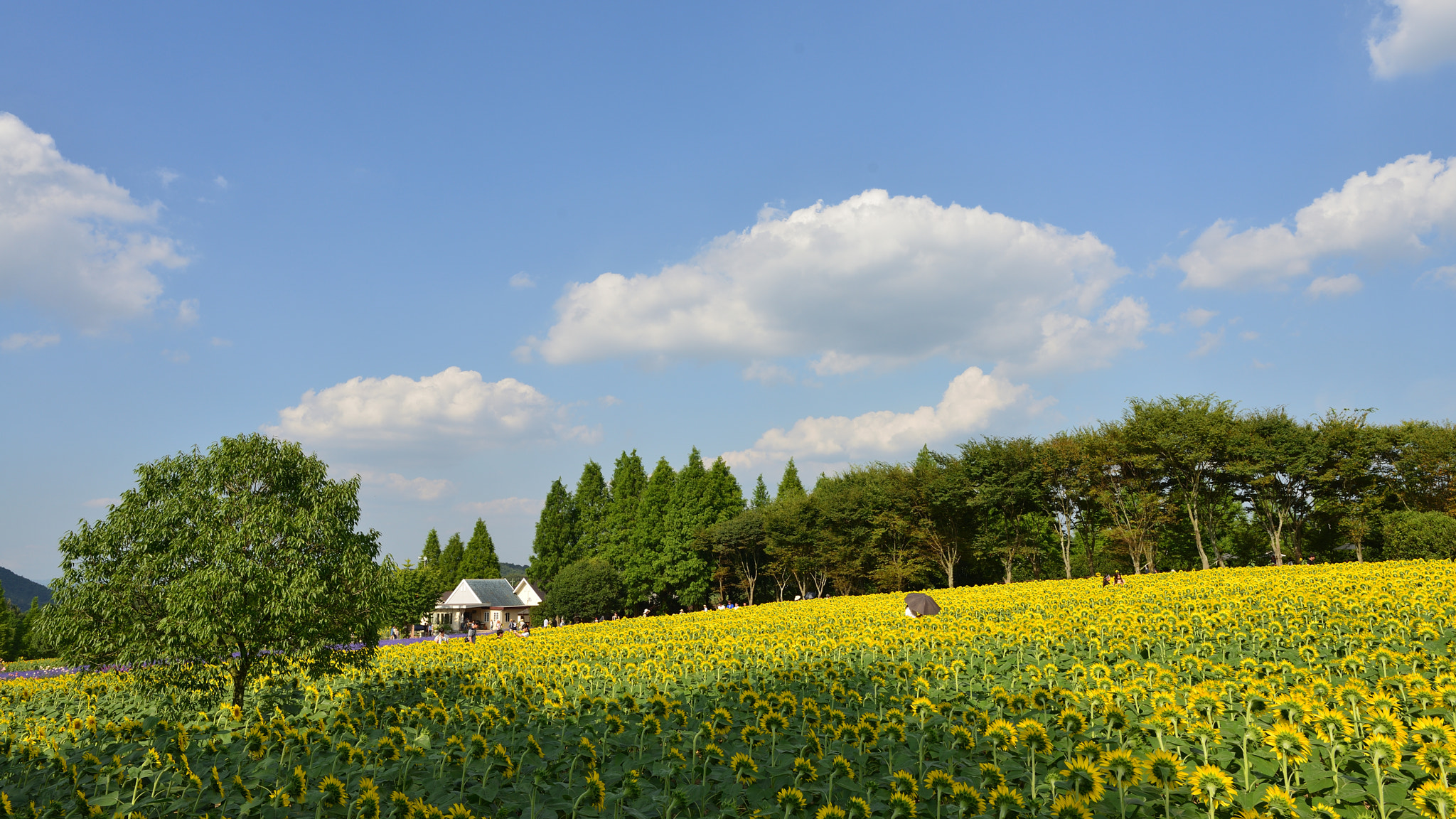 Nikon D800 + Nikon AF-S Nikkor 24mm F1.8G ED sample photo. Sunflower field photography