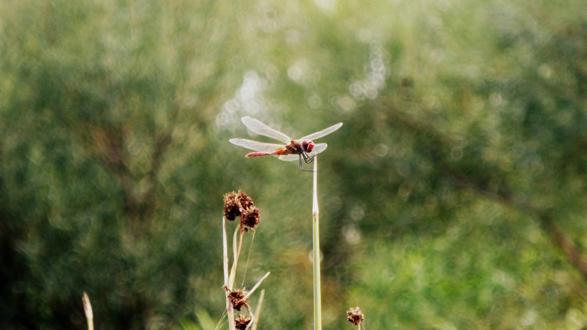 Panasonic DMC-SZ9 sample photo. I love this insect photography