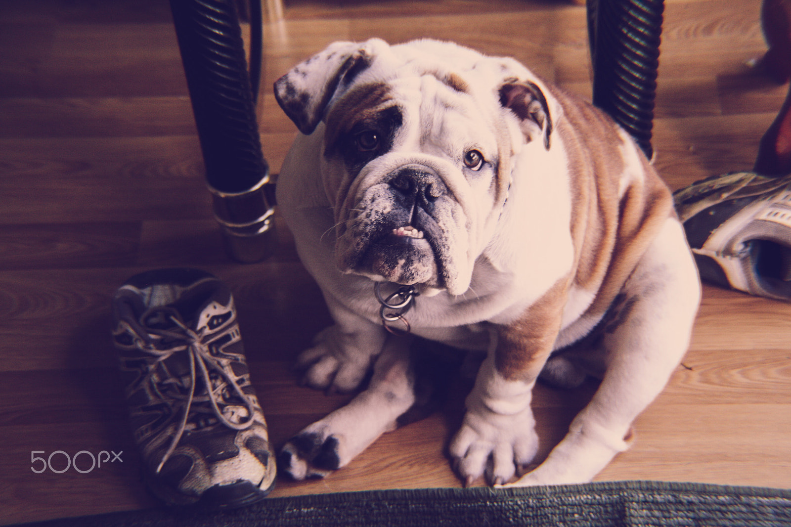 Canon EOS 1000D (EOS Digital Rebel XS / EOS Kiss F) sample photo. Bulldog buddy photography