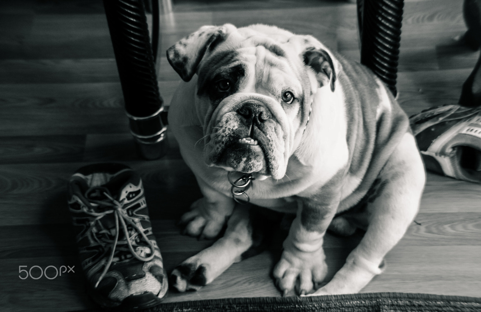 Canon EOS 1000D (EOS Digital Rebel XS / EOS Kiss F) sample photo. Bulldog buddy photography