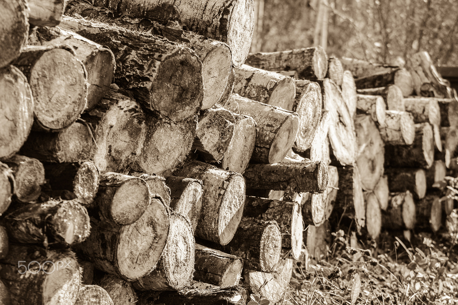 Canon EF 55-200mm F4.5-5.6 II USM sample photo. Abstracting with wood photography