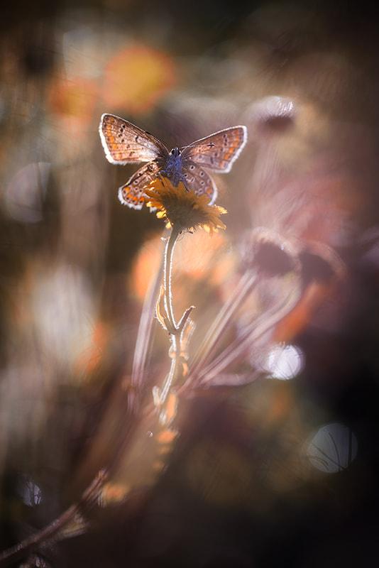 Canon EF 180mm F3.5L Macro USM sample photo