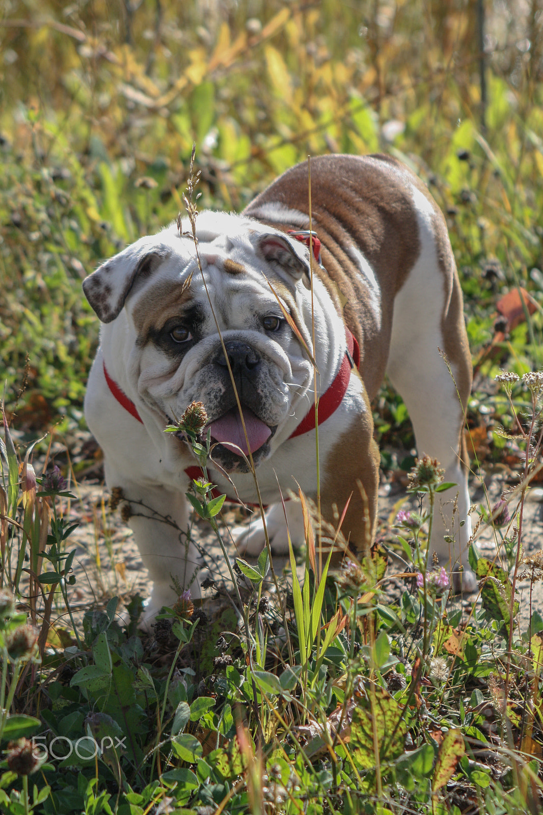 Canon EF 55-200mm F4.5-5.6 II USM sample photo. Bulldog buddy photography