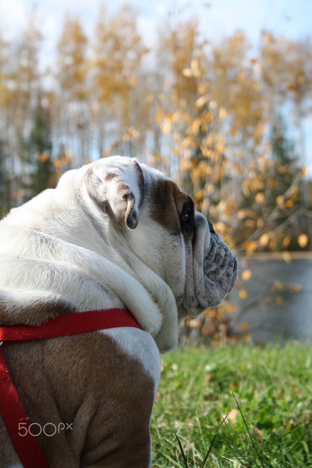 Canon EOS 1000D (EOS Digital Rebel XS / EOS Kiss F) sample photo. Bulldog buddy photography