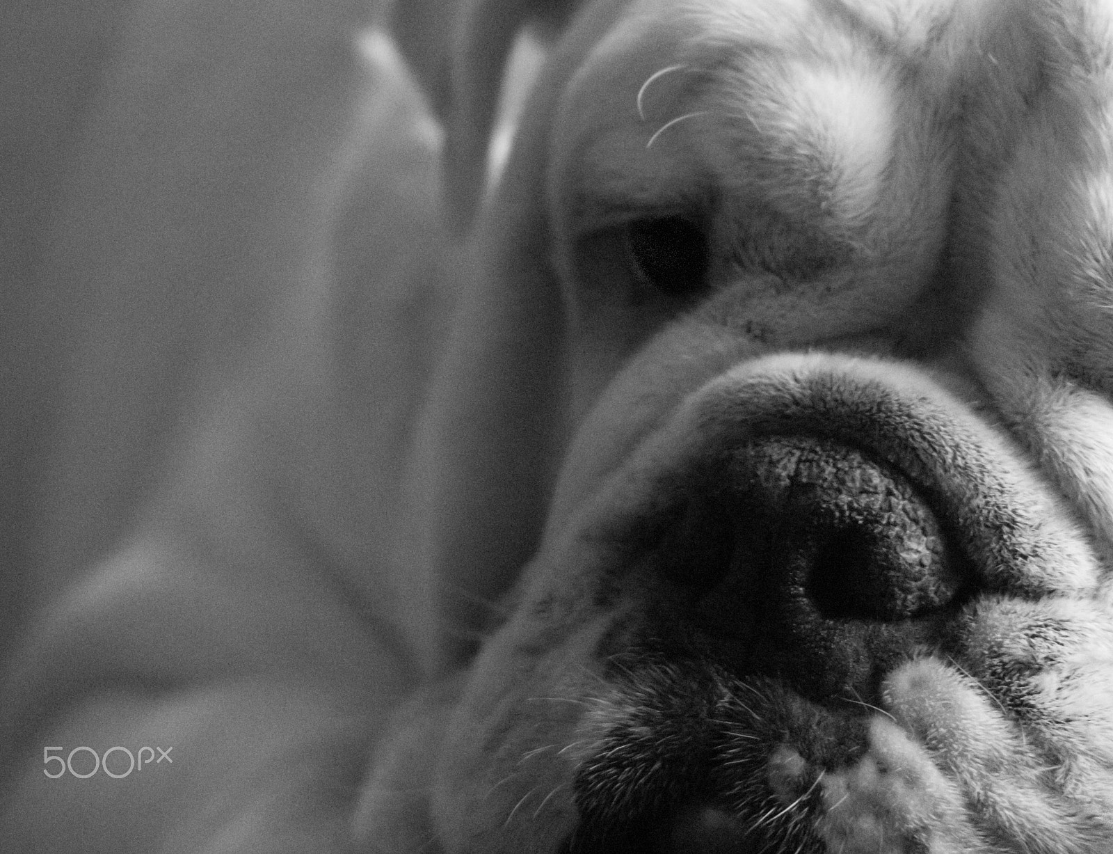 Canon EF 55-200mm F4.5-5.6 II USM sample photo. Bulldog buddy photography