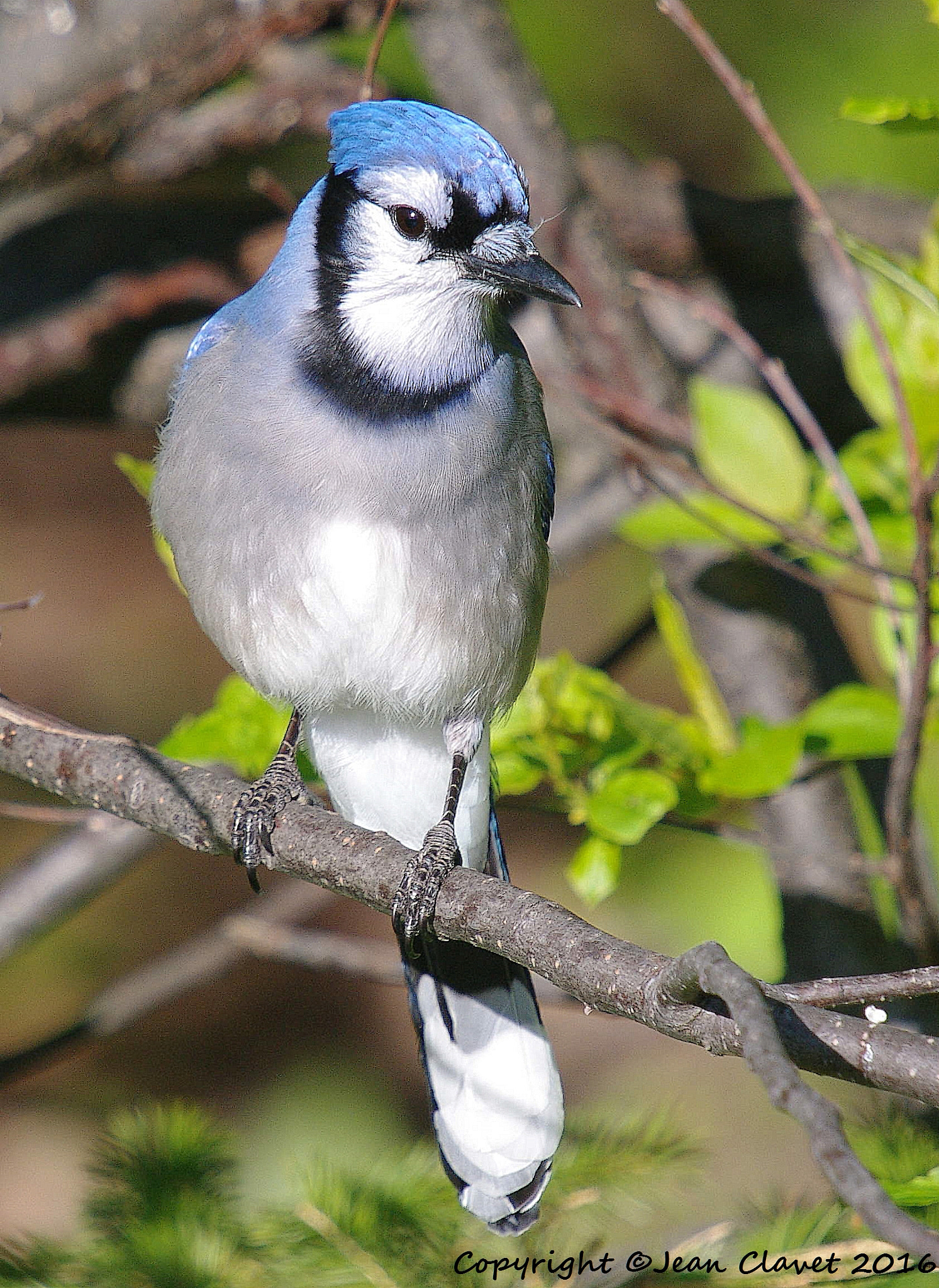 Pentax K-7 sample photo. Geai bleu photography