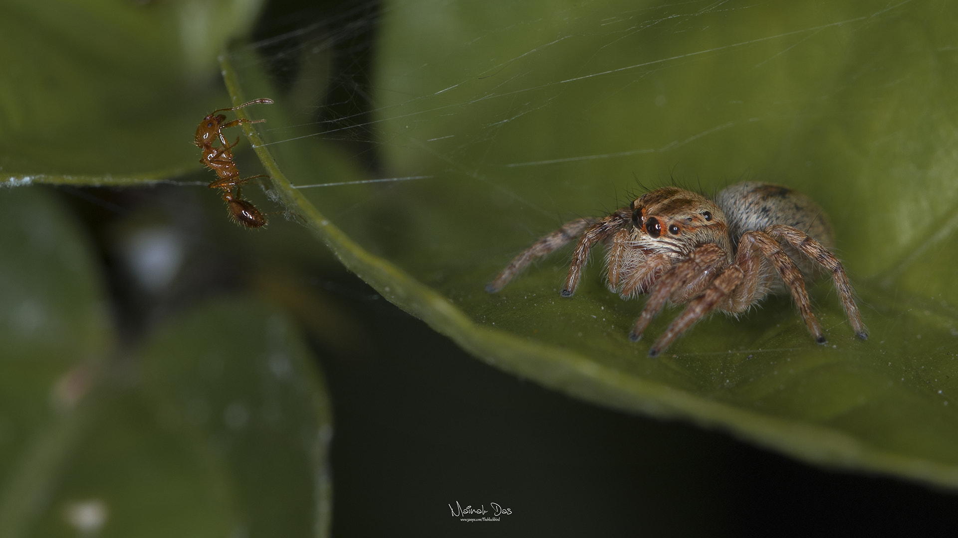 Nikon D500 + Tamron SP 90mm F2.8 Di VC USD 1:1 Macro (F004) sample photo. Jumping spider prey photography