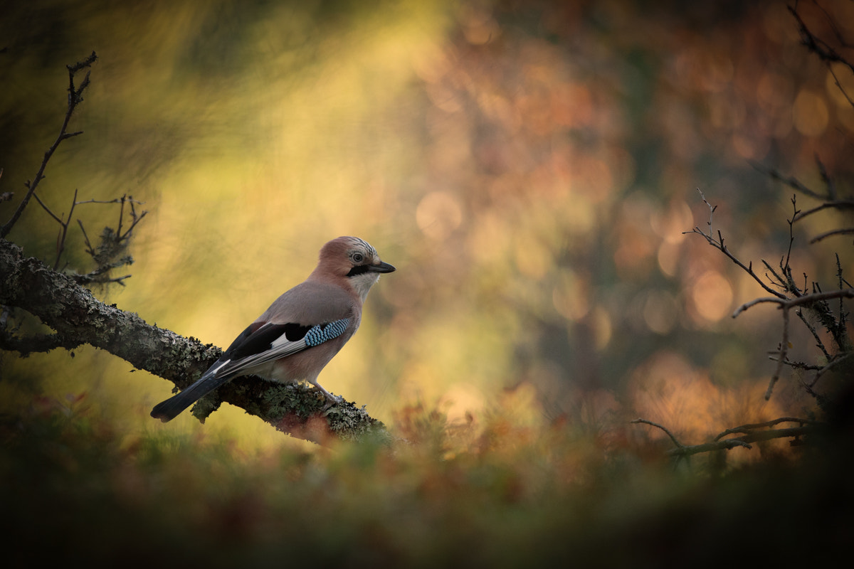 Canon EF 300mm F2.8L IS II USM sample photo. Eurasian jay (garrulus glandarius) photography