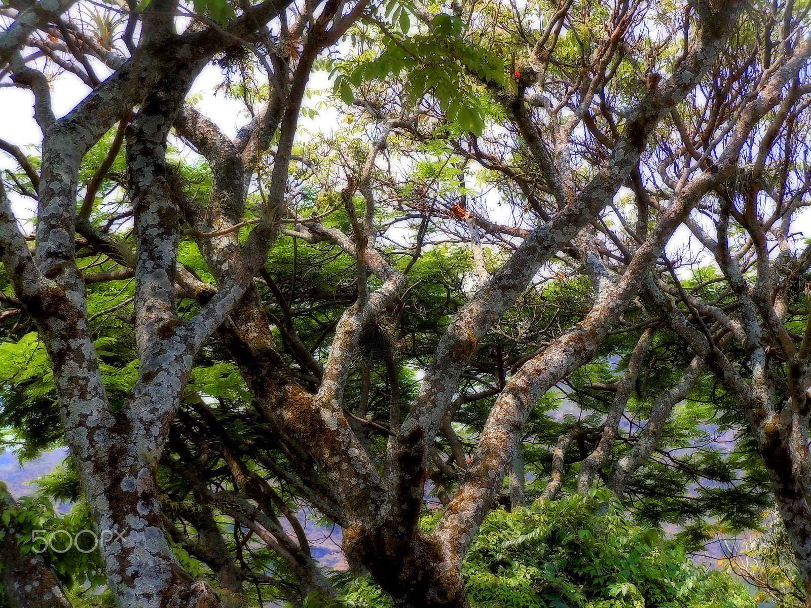 Nikon Coolpix S6000 sample photo. Tree in malinalco photography