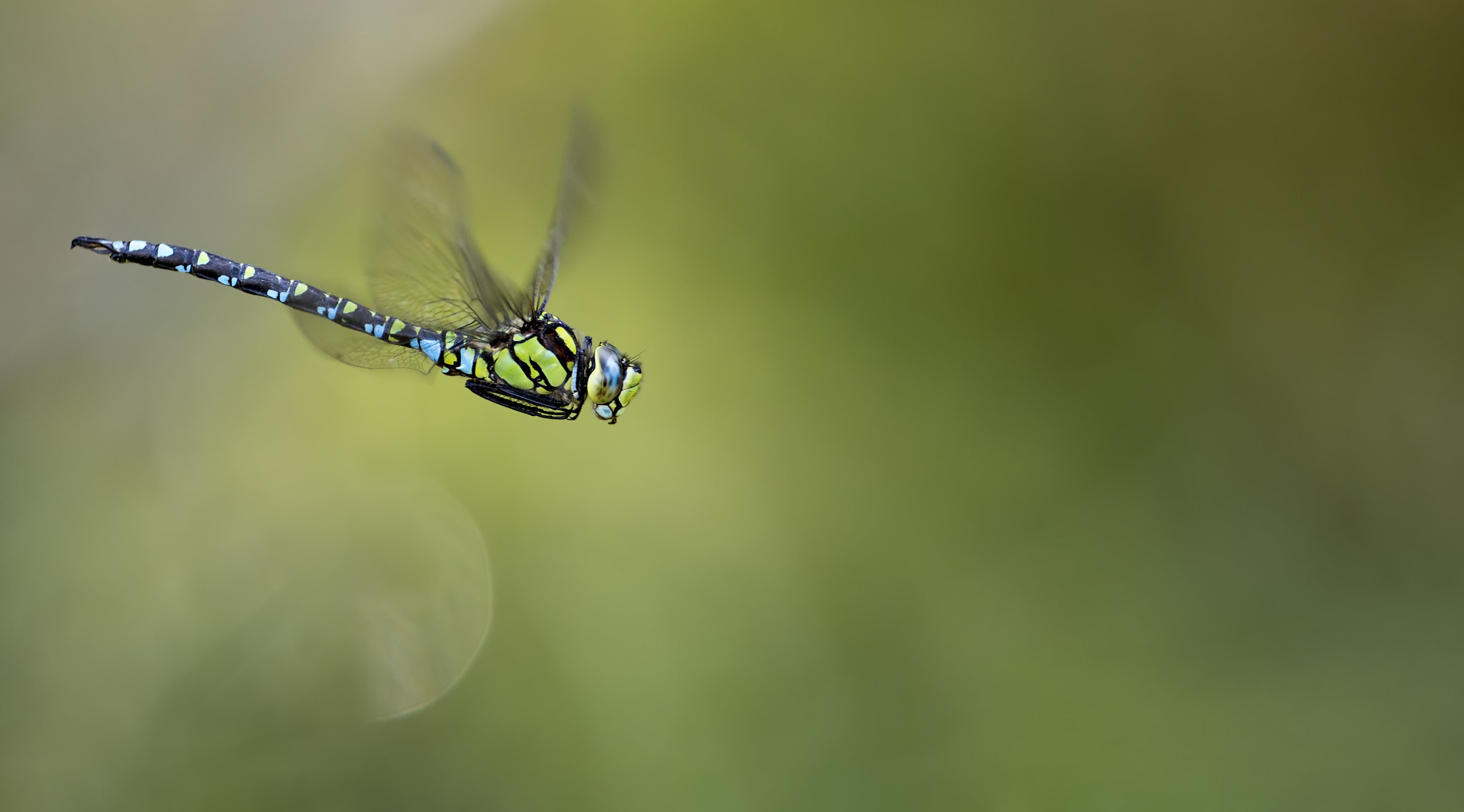 Canon EOS-1D X Mark II sample photo. Flight of the southern hawker # 18 photography