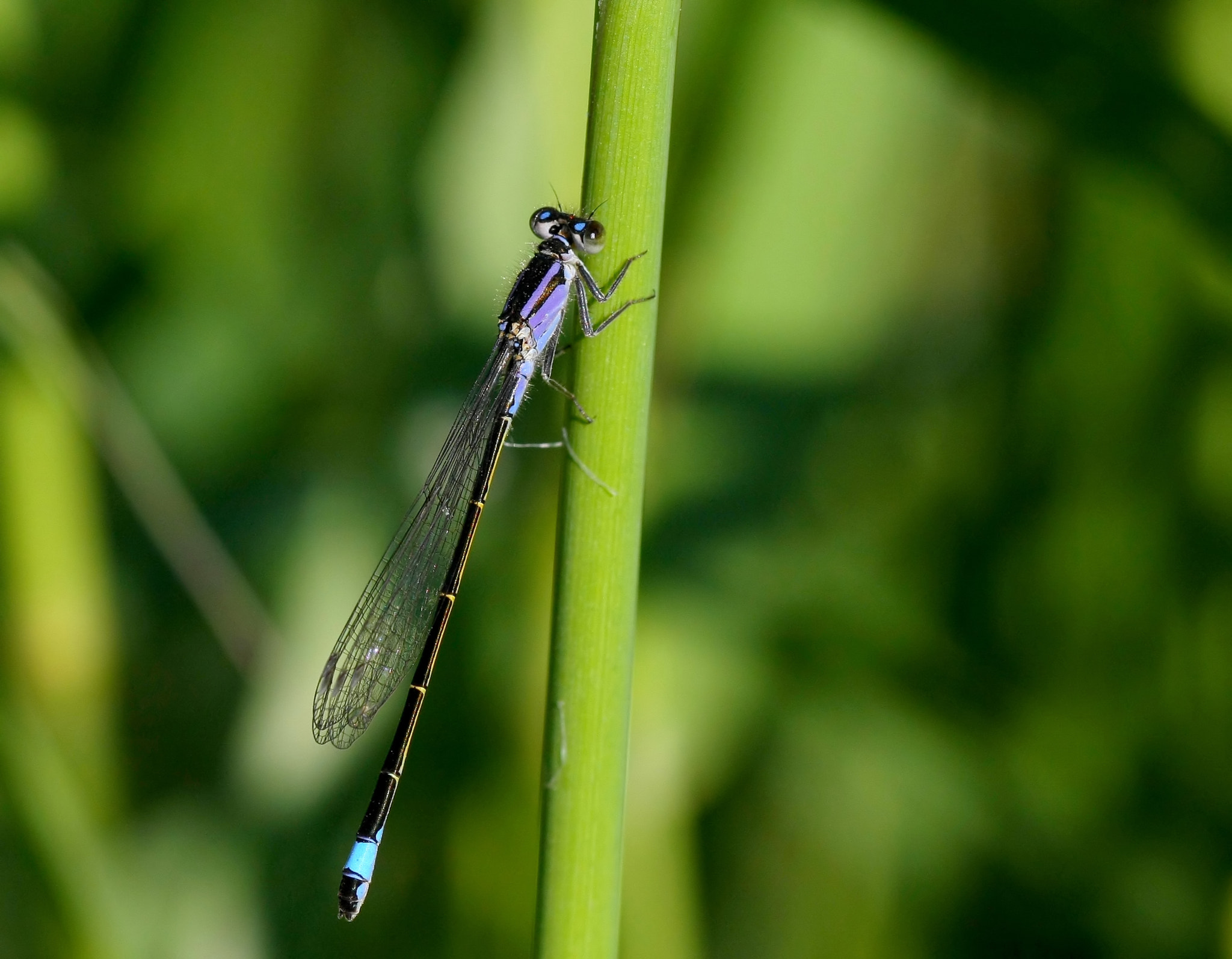 Canon EF 100mm F2.8 Macro USM sample photo. Dragonfly bicolor..... photography