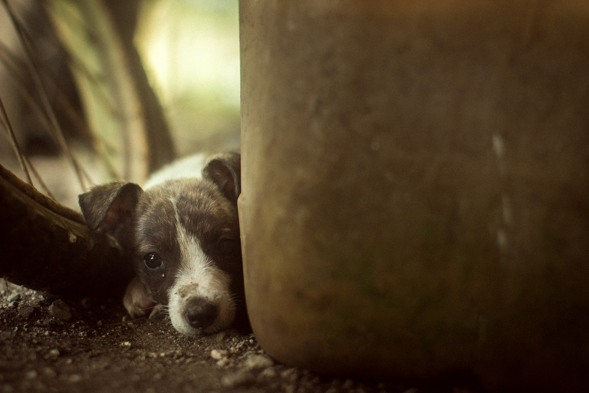 Canon EOS 600D (Rebel EOS T3i / EOS Kiss X5) + Canon EF 50mm F1.2L USM sample photo. Perros de los divorciados, quintana roo photography