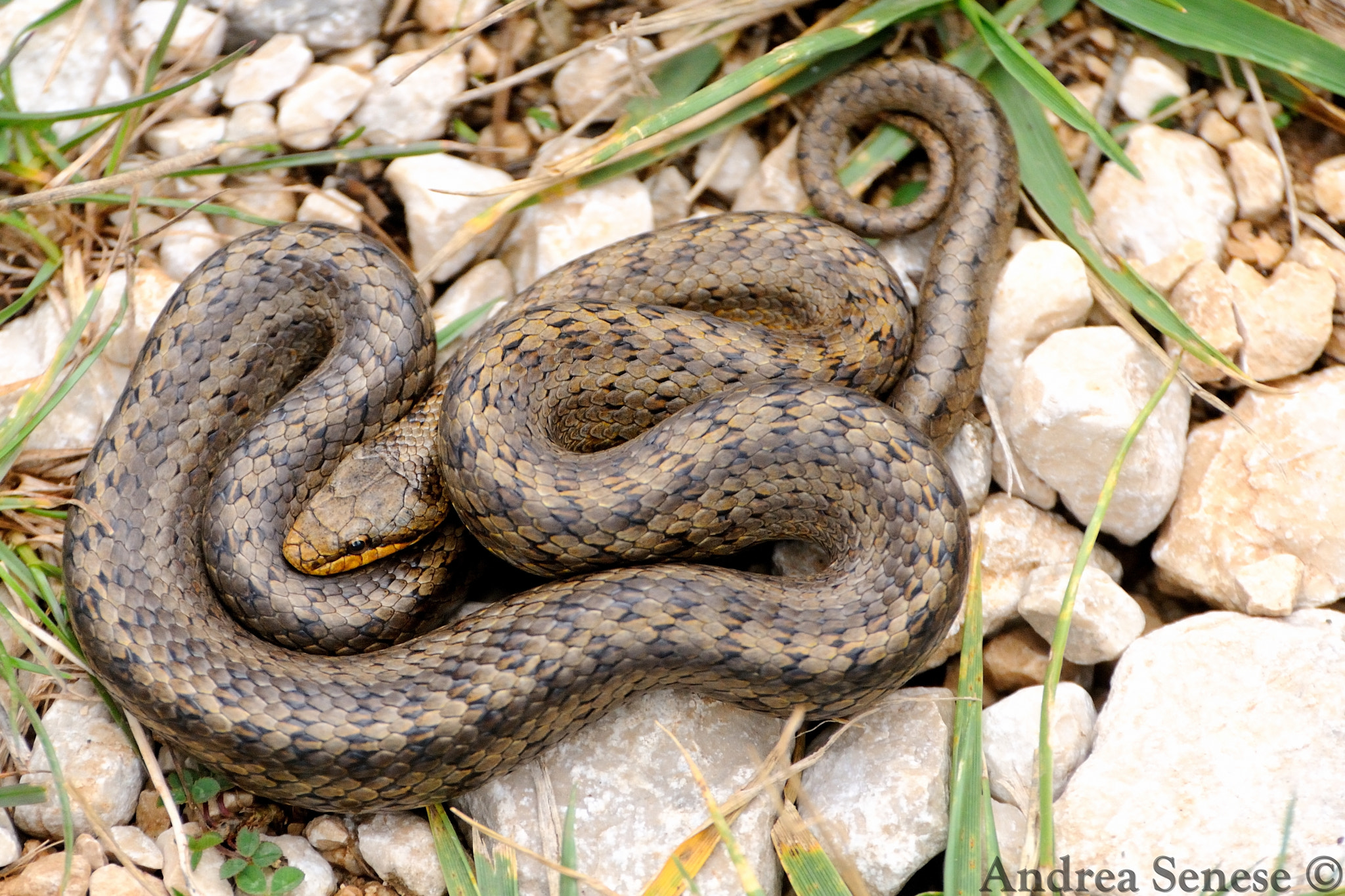 Nikon D300S sample photo. Coronella austriaca photography