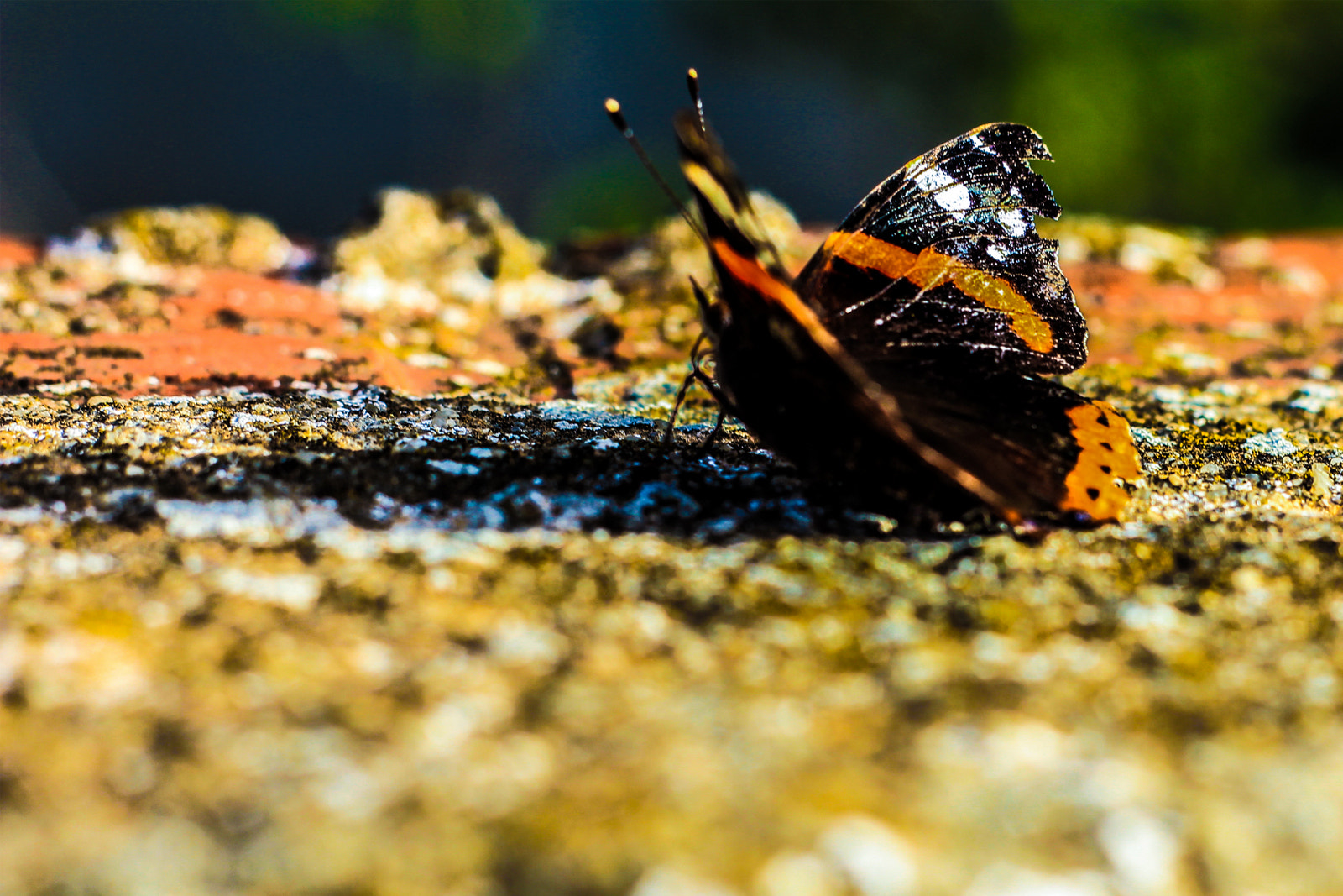 Canon EOS 60D + Canon EF 50mm f/1.8 sample photo. Papillons photography