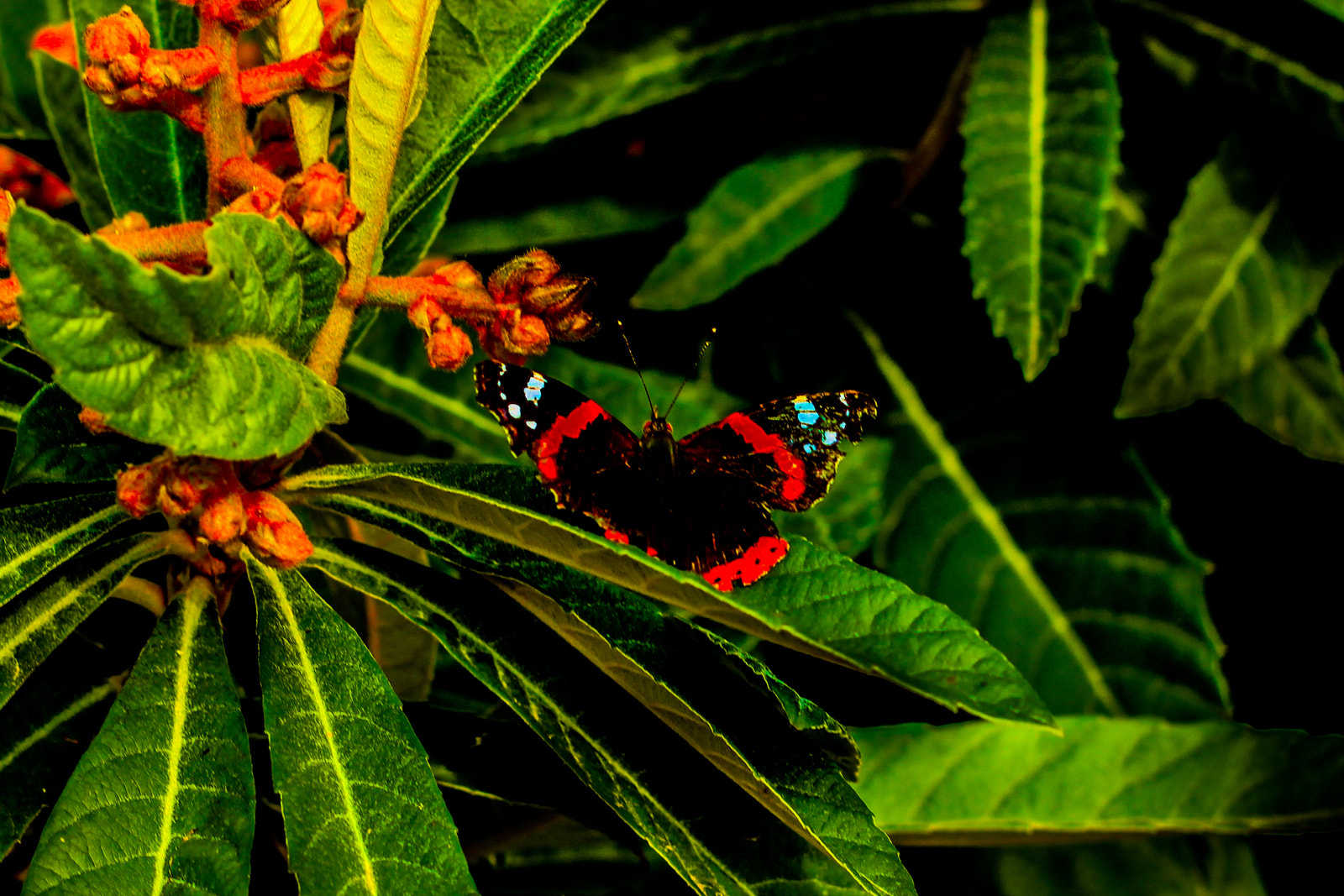 Canon EOS 60D sample photo. Papillons photography