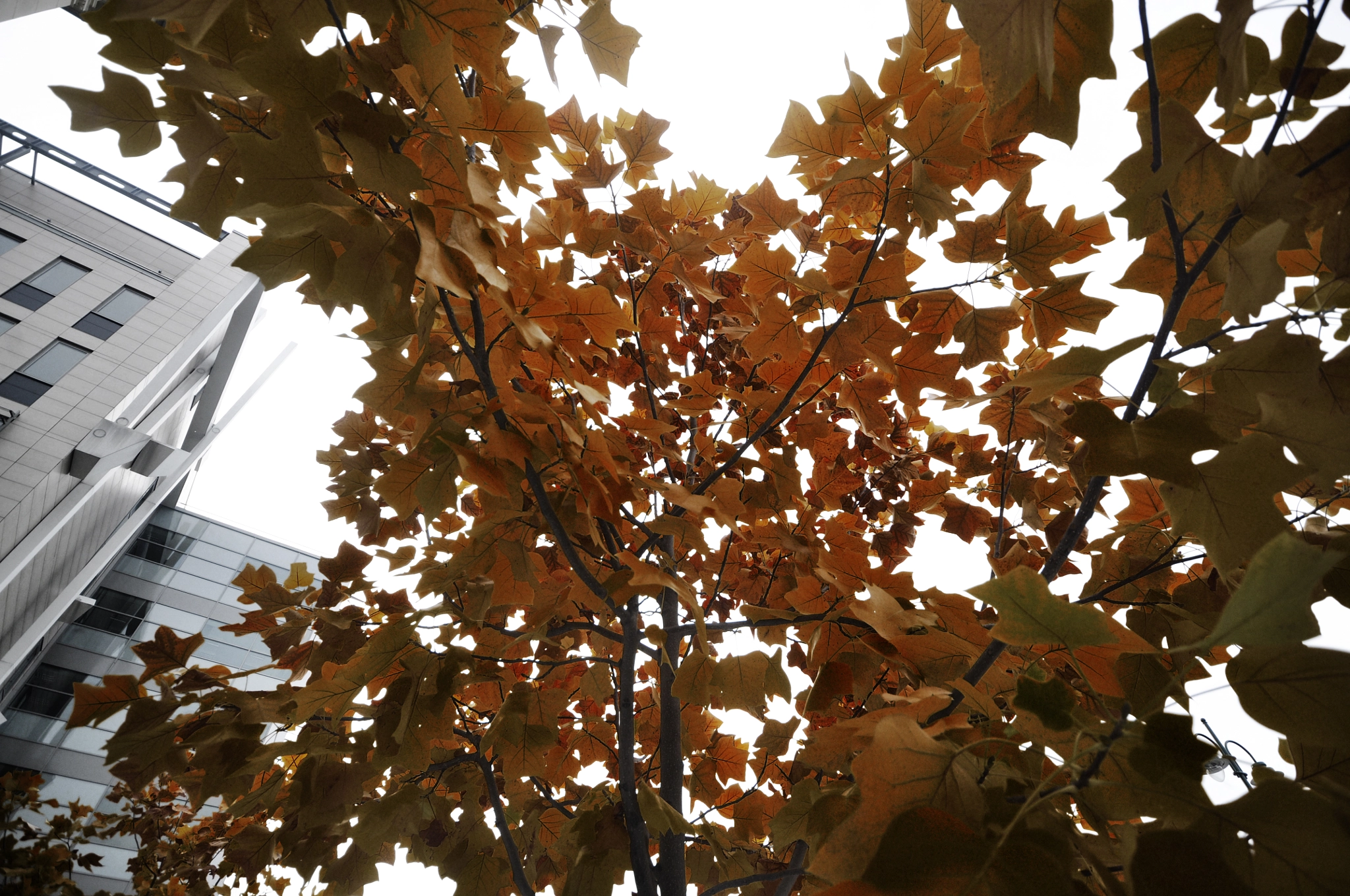 Sigma 10-20mm F4-5.6 EX DC HSM sample photo. Orange photography