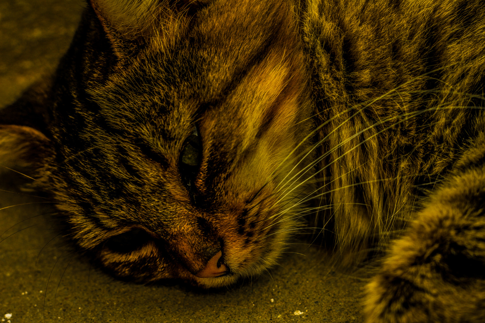 Canon EOS 60D sample photo. Cats photography