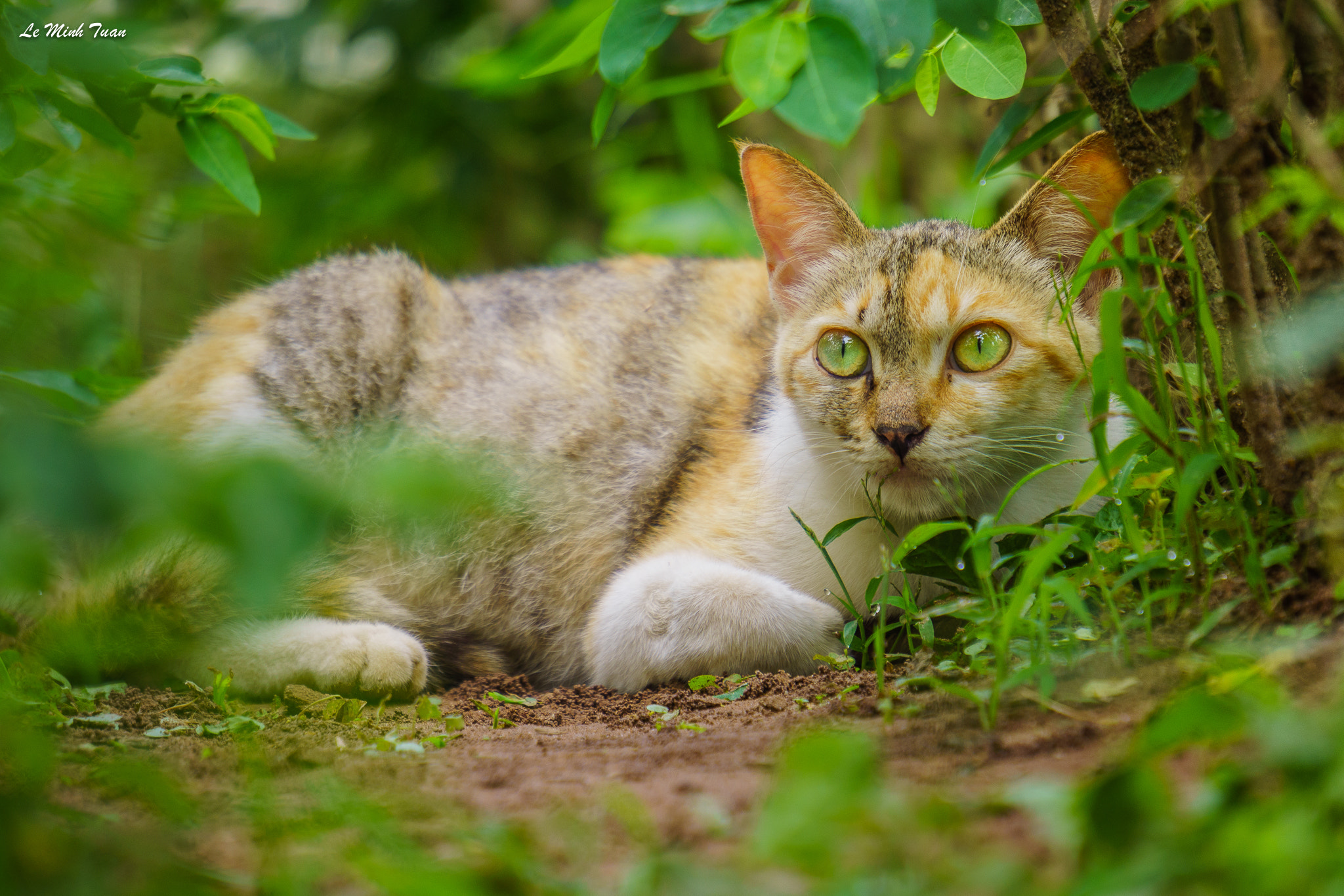 Sony Alpha NEX-7 + Sony E 55-210mm F4.5-6.3 OSS sample photo. Love me love my cat photography