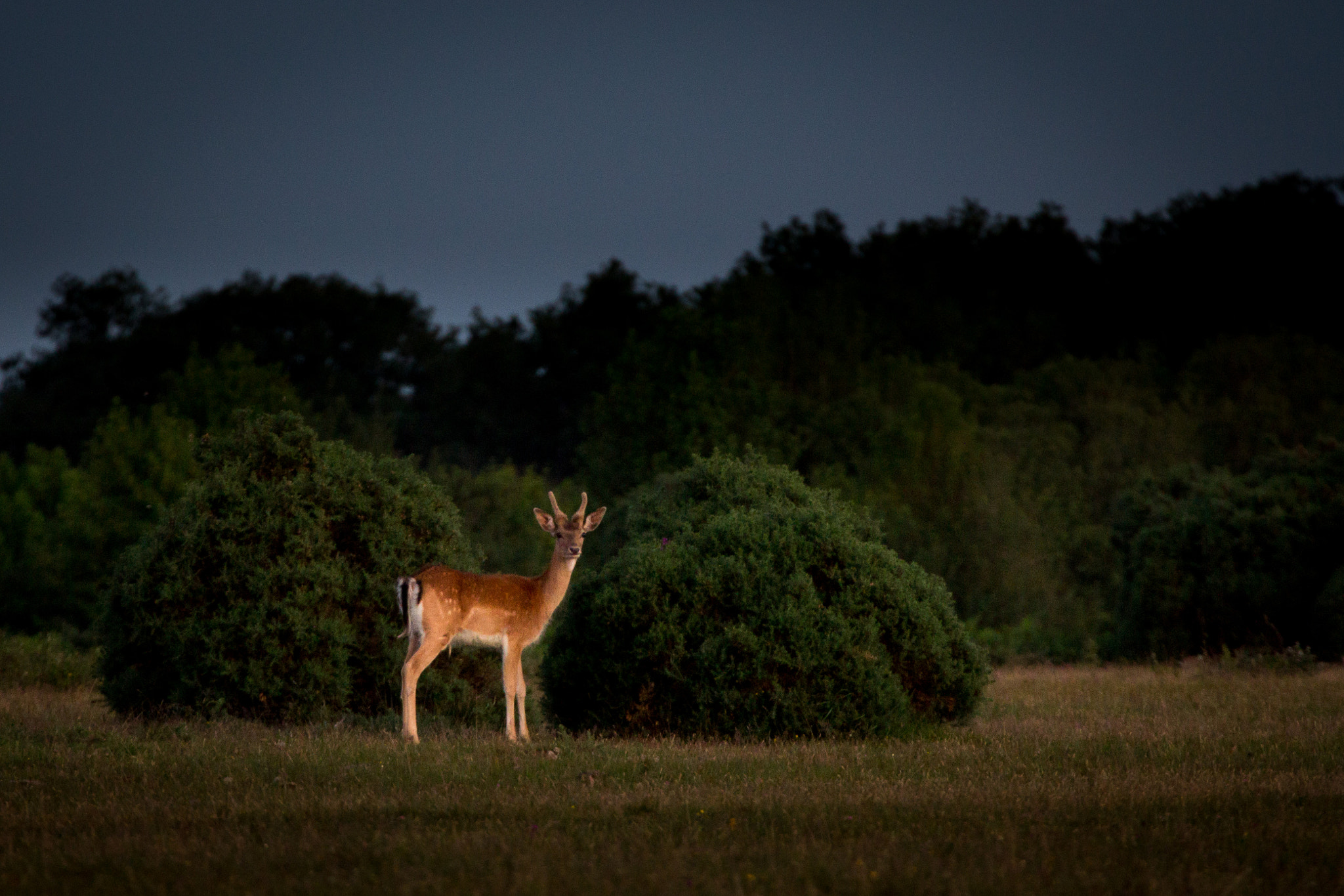 Canon EF 70-300mm F4-5.6L IS USM sample photo. Oh deer! photography