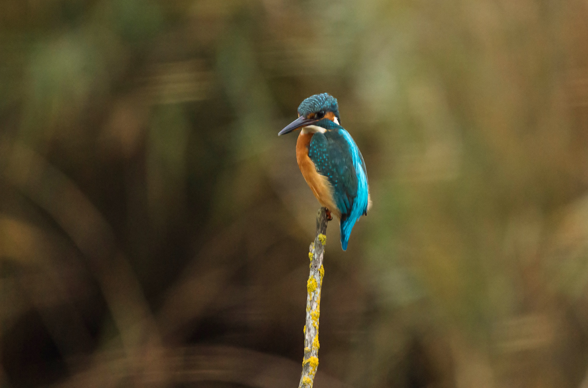 Sigma 150-500mm F5-6.3 DG OS HSM sample photo. Martin photography