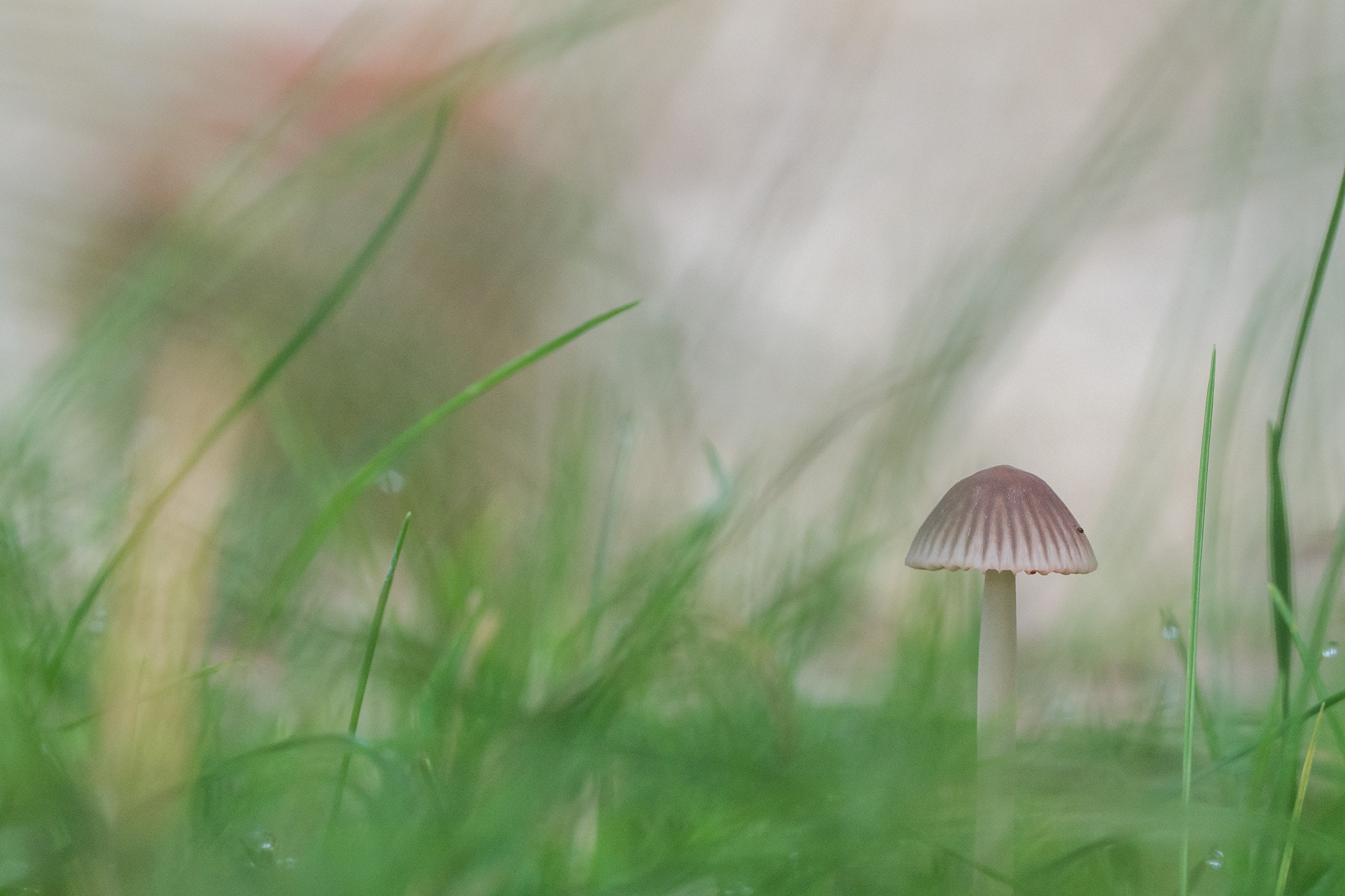 Olympus M.Zuiko Digital ED 60mm F2.8 Macro sample photo. Mycena photography