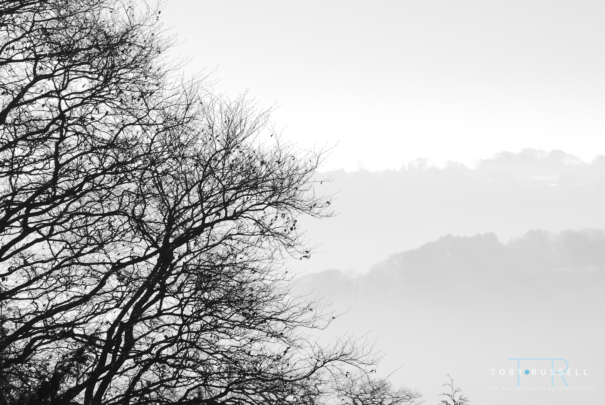 Nikon D40X sample photo. Tree's and mist photography