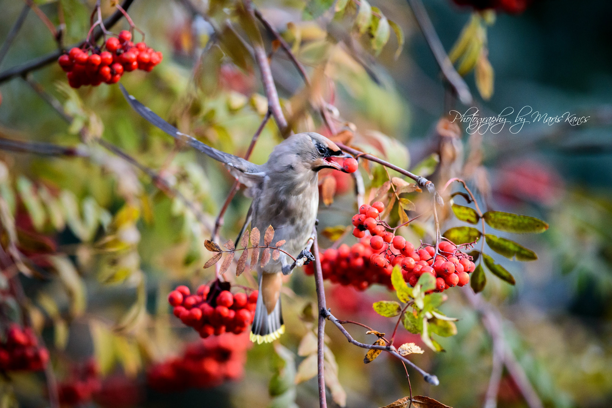 Nikon AF-S Nikkor 300mm F4D ED-IF sample photo. Autumn breakfast. photography
